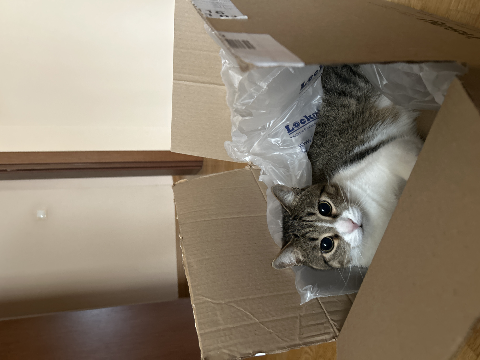 A medium shot depicts a tabby cat inside a cardboard box with packing material. The cat, positioned in the lower right of the frame, is predominantly white with grey-brown tabby markings on its head. Its eyes are wide and appear dark, facing the camera. The box is made of brown corrugated cardboard, and the packing material inside is a clear plastic bubble wrap. The scene is indoors, with a light-colored wall and a dark wood shelf visible in the background to the left of the box. The city and specific location are Unknown.