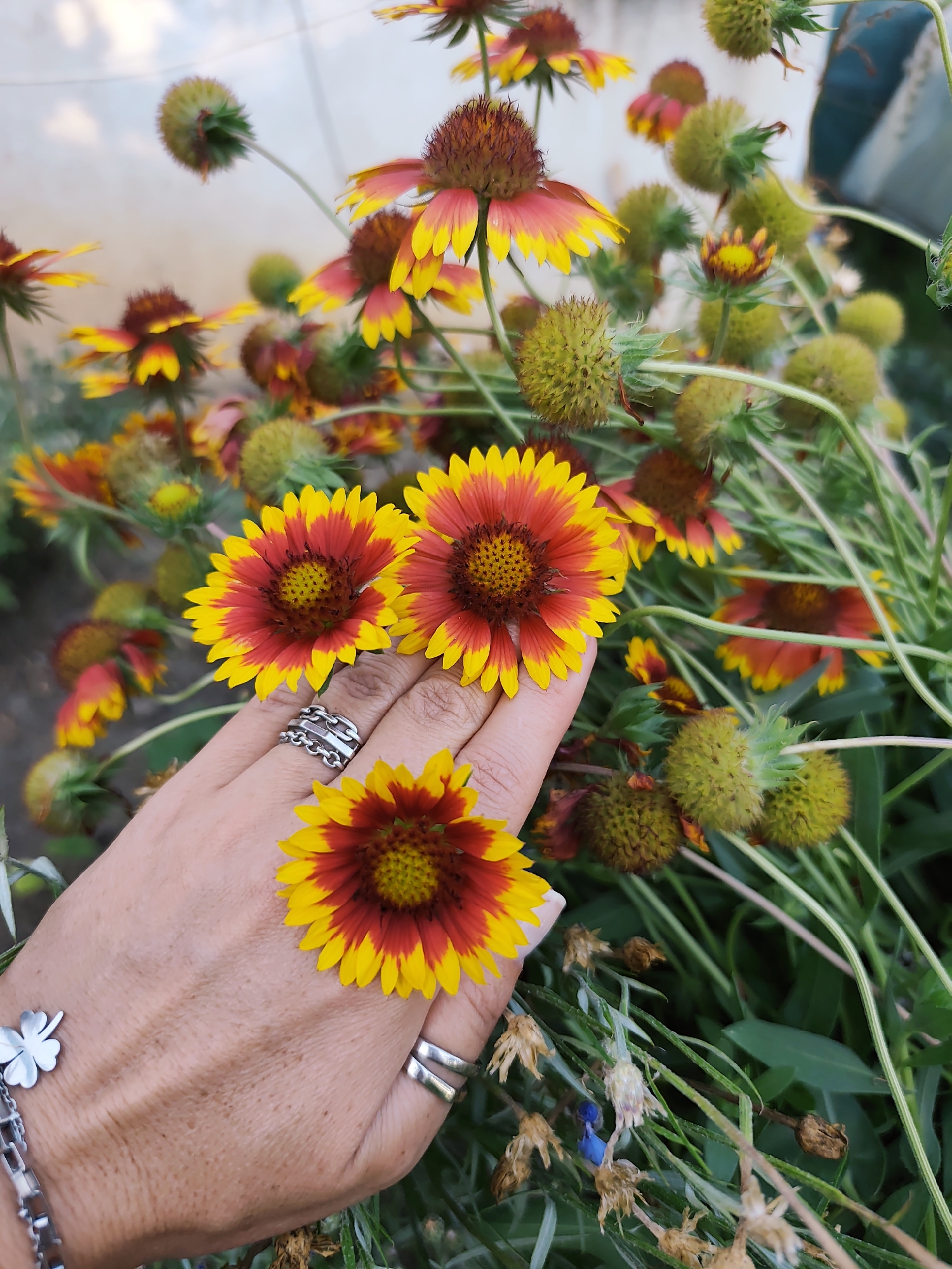 The image shows a close-up of a hand with rings and a bracelet, gently holding a vibrant red and yellow flower. The hand is positioned in front of a cluster of similar flowers, some in bloom and others as developing seed pods, with a blurred background of greenery and hints of a light-colored wall or fence. The setting appears to be a garden or outdoor area. There is no visible indication of the location being Goyany, Moldova.