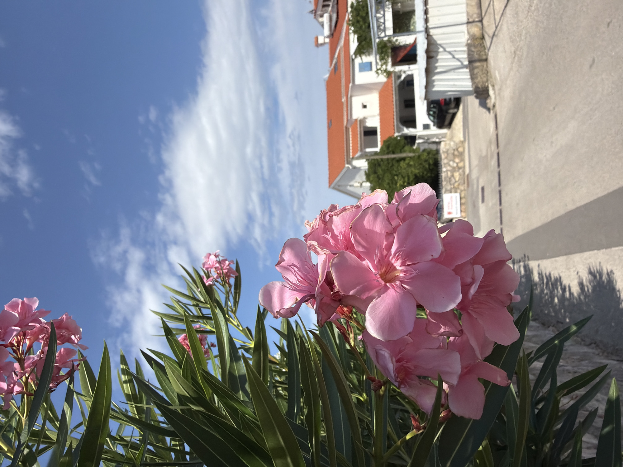 The image shows a close-up of bright pink oleander flowers in the foreground, with lush green leaves framing the left side. Behind the flowers, a paved road leads towards a cluster of white buildings with distinctive orange tiled roofs, indicative of Mediterranean architecture. The buildings are situated in a village or town setting. In the background, a clear blue sky with scattered white clouds creates a bright and sunny atmosphere. A black car is parked on the side of the road. The scene appears to be located in a coastal area. Given the architecture and vegetation, it is plausible this scene is in Općina Baška, Croatia.