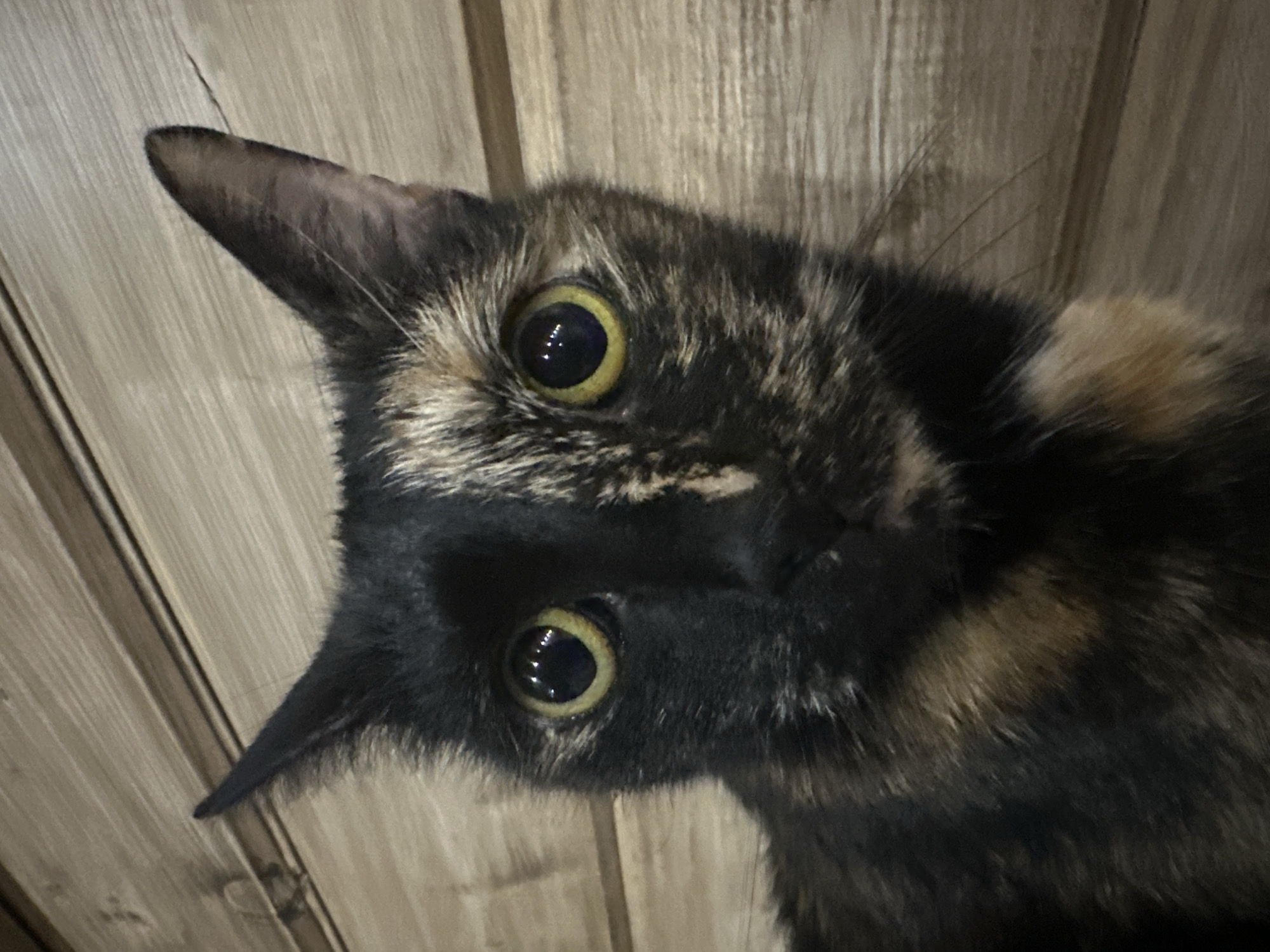 A close-up, waist-up shot features a tortoiseshell cat with striking yellow eyes, looking directly at the camera. The cat's fur is a mix of black, brown, and patches of orange. The background consists of horizontal wooden planks with a natural, light brown finish. The lighting appears to be artificial and illuminates the cat's face clearly, highlighting its features. There is no indication of the city of Virki, Russia, within the image itself.