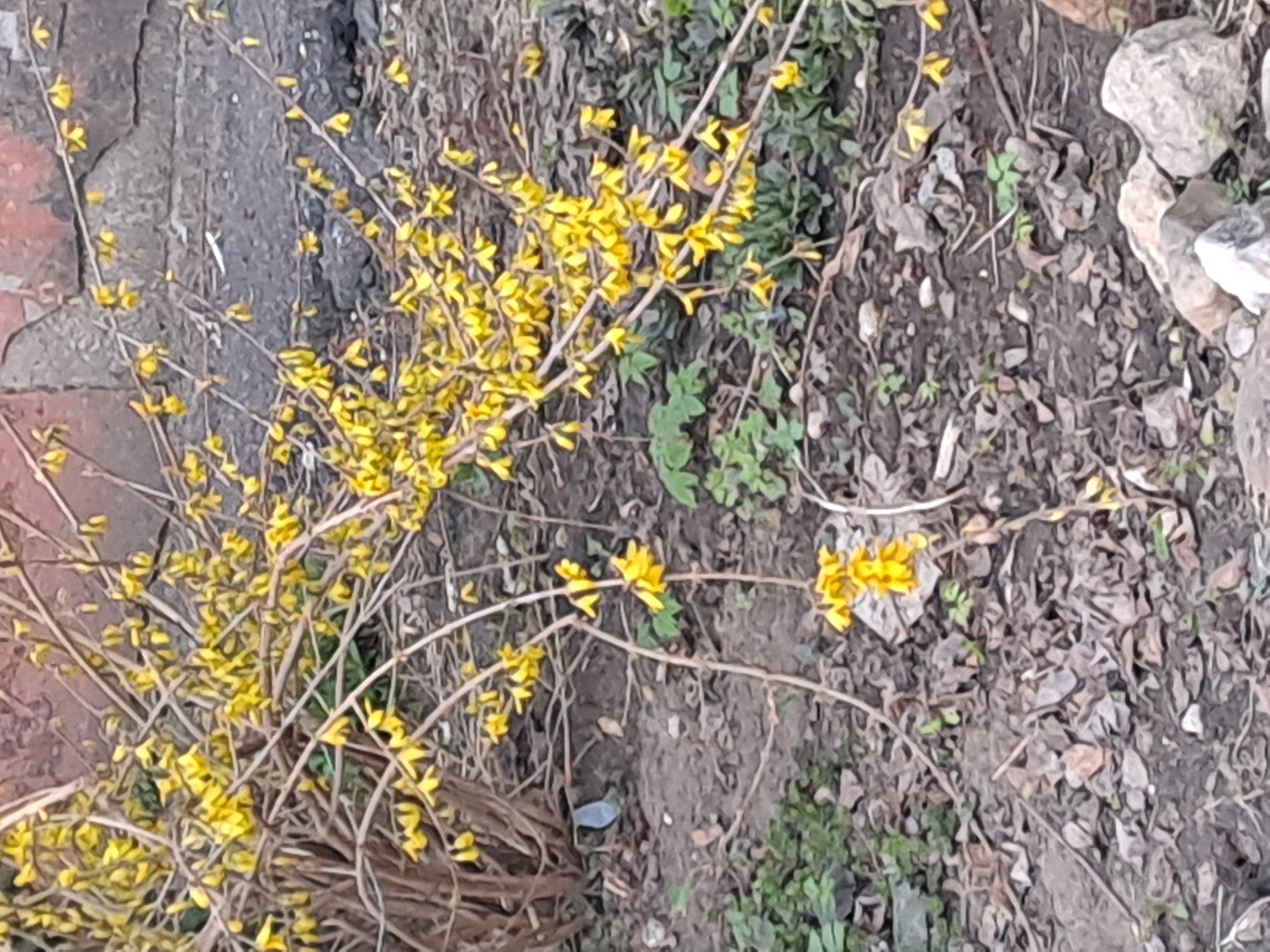 The image shows a forsythia bush in bloom. The bush is located in an area with bare ground, some weeds and leaves. Some stones can be seen. The photo was taken at ground level. The location is potentially Elektrostal, Russia, but cannot be verified from this image alone.