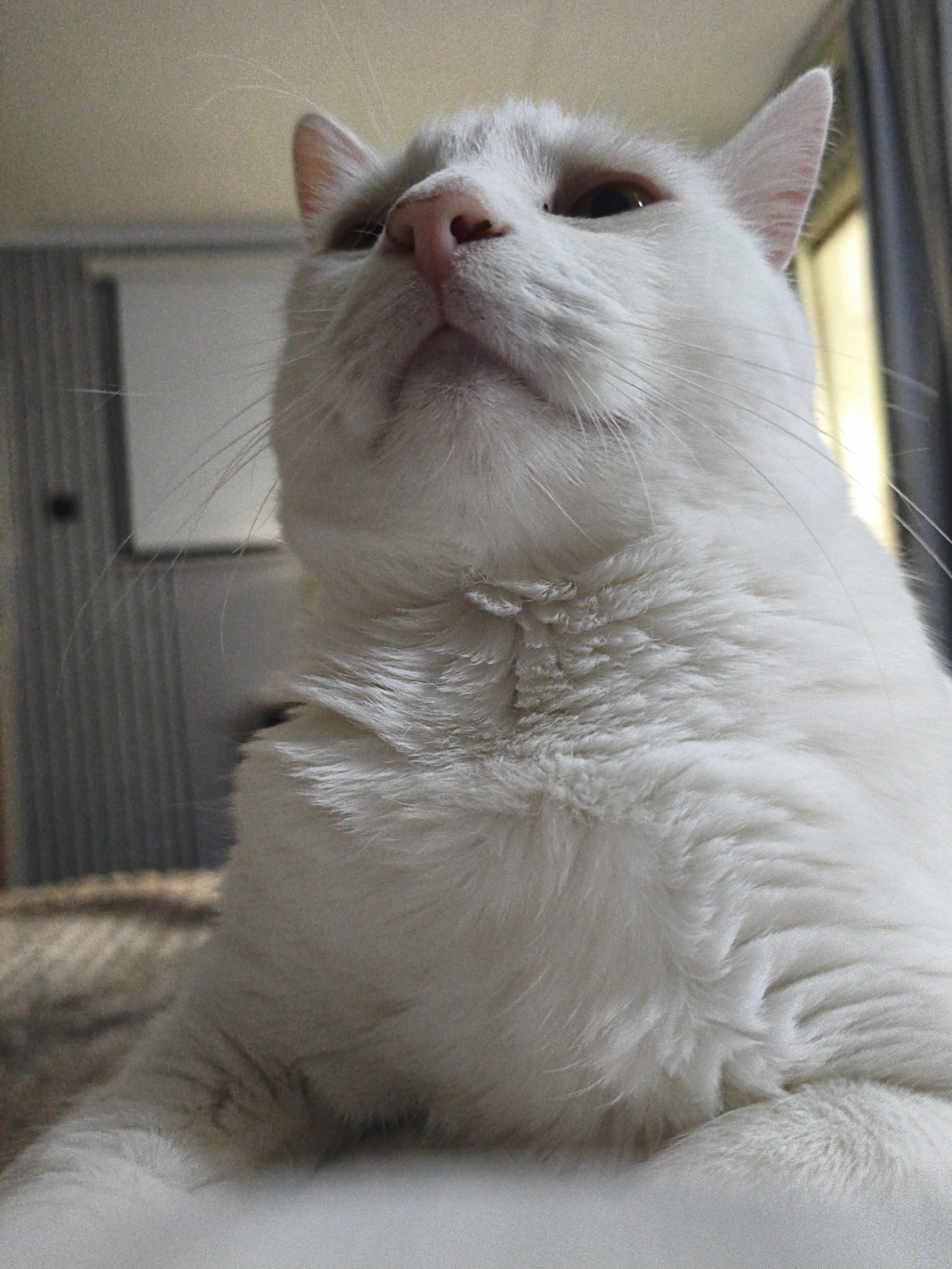 A white cat with pink ears and nose is captured in a low-angle shot. The cat is looking upwards and slightly to the left, with its mouth slightly ajar. Its fur appears fluffy and soft. In the background, a blurred room is visible, featuring a wall with vertical blinds or panels and a window with curtains. The overall setting appears to be indoors, likely a domestic environment. The image does not provide any specific information regarding its location in Sevastopol, Ukraine.