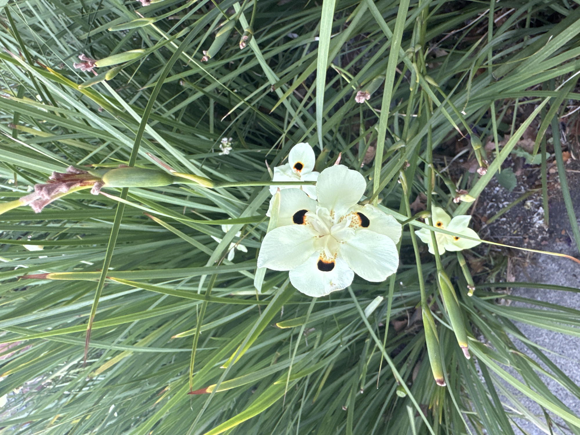 This is a close-up, eye-level, outdoor, daytime photograph of a cluster of Dietes grandiflora, commonly known as African Irises or Fortnight Lilies, growing in Roseville, California, United States of America. The plants are in a naturalistic setting, with their long, sword-like green leaves forming a dense backdrop. The focal point is a white iris flower with three petals, each marked with a black spot at its base, and yellow and brown speckles further up. Another, smaller, partially bloomed iris is visible in the lower right quadrant of the image, and a third, unopened bud is seen above and to the right of the main flower. Several seed pods, elongated and green with reddish tips, are also present on stems throughout the foliage. The ground beneath the plants is covered with dark soil, fallen leaves, and a section of grey concrete paving. The lighting suggests an overcast or shaded environment, resulting in soft shadows and a generally muted color palette. No people or animals are present in the image.
