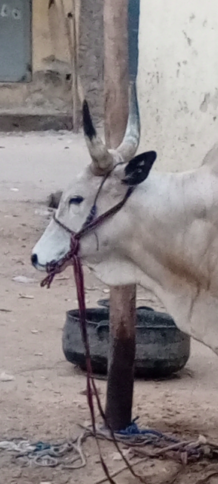 A light grey bull with long, curved horns is tethered to a wooden post with a red rope around its muzzle. A black bowl sits behind the post, partially obscured. The ground is dirt, strewn with rope and debris. In the background are nondescript buildings, possibly residences, suggestive of a residential area within the city of Kano, Nigeria.
