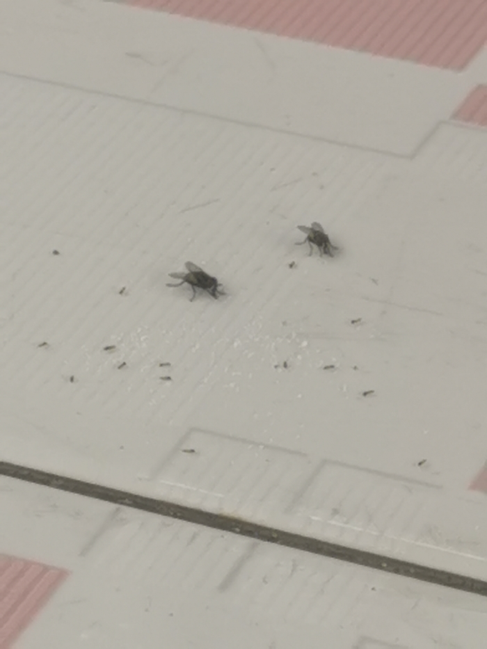 The scene captures a light-colored, possibly tiled or laminated surface in Agbor, Nigeria. This surface features a subtle linear texture and scattered irregular white particulate matter. The upper and lower visible edges display a diffuse pinkish-brown coloration, with a distinct dark horizontal seam traversing the lower portion of the image. Two adult flies, consistent with the morphology of Musca domestica, are present on the surface. One fly is positioned in the foreground-left, oriented right, and the second is in the midground-right, oriented left. Approximately two dozen smaller arthropods, morphologically consistent with ants or very small flies, are dispersed across the surface, with several individuals congregated around the white particulate matter. The larger flies appear stationary, indicative of resting or feeding behavior. No direct interaction between the distinct insect populations is discernible.