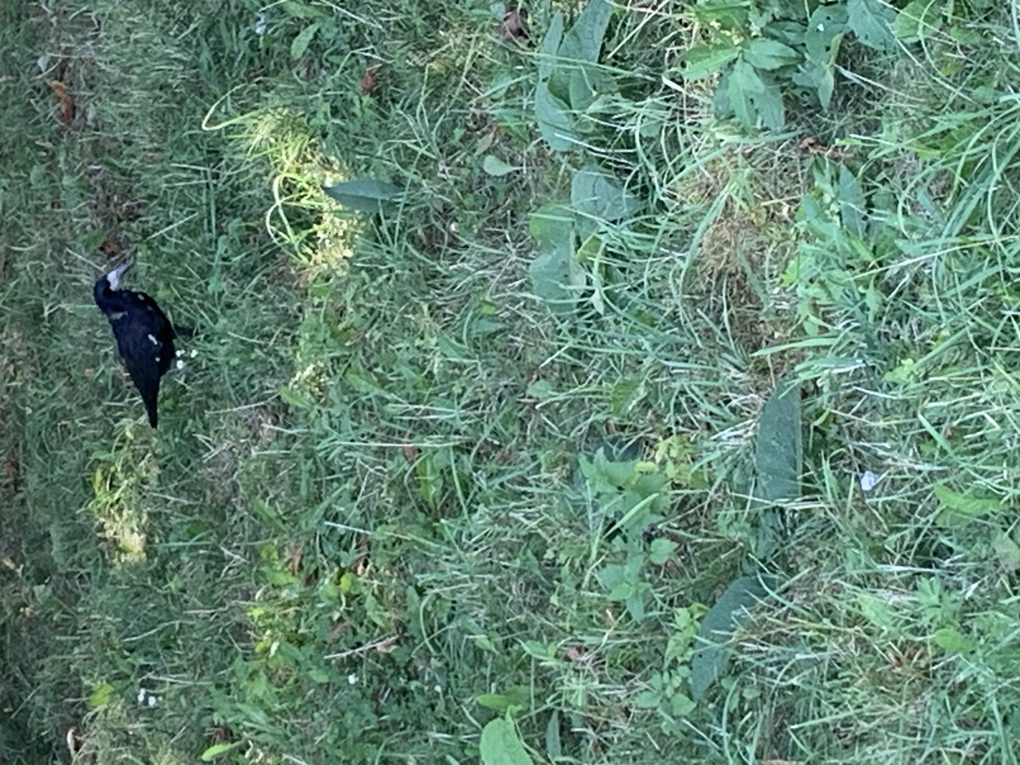 A black bird with white spots on its wing and a white beak is standing on green grass. The bird is in the upper center of the frame, looking to the right. The grass is a mix of green blades and some dry brown patches. There are some small green plants and leaves scattered throughout the grass. The background is out of focus and appears to be more grass and some dappled sunlight. The scene is likely an outdoor area, possibly a park or a lawn. There is no indication of the city of Kolomyia, Ukraine.