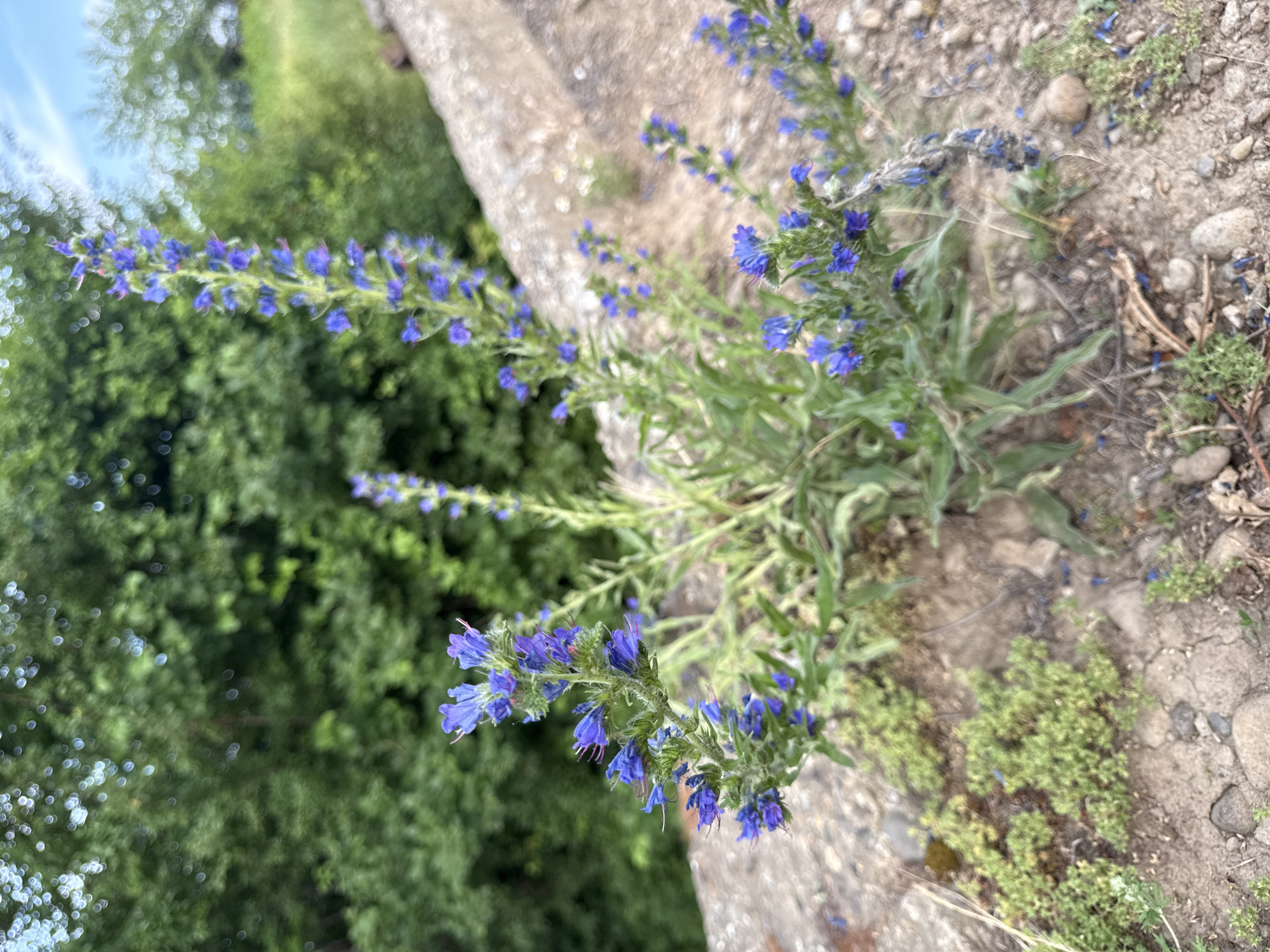 In Irshava, Ukraine, a close-up, eye-level shot focuses on a cluster of vibrant blue wildflowers with narrow green leaves, growing on a rocky embankment. The flowers, characterized by their numerous small, star-shaped petals and upright, spiky inflorescences, are in full bloom. Some individual flowers show hints of purple. The plants are rooted in dry, cracked earth interspersed with small stones and patches of low-lying green vegetation. Behind the wildflowers, a rough, textured concrete or stone wall runs horizontally across the frame, partially obscured by the plants. The background is a soft blur of lush green foliage from trees and bushes, with a hint of a bright sky and clouds visible at the top right. The overall scene suggests a natural setting within or on the edge of a developed area, given the presence of the wall and the general backdrop of greenery.