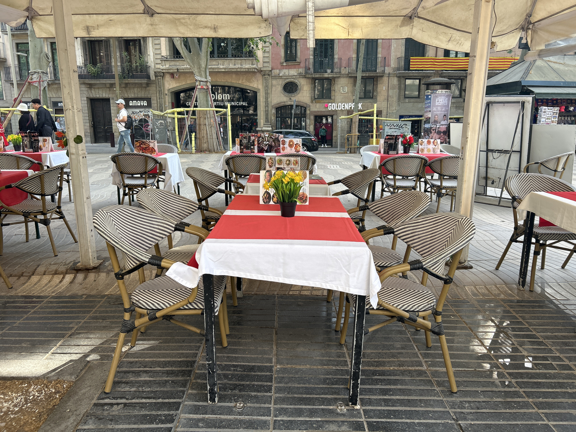 This image depicts a sunny outdoor cafe setting on a pedestrian street in Barcelona, Spain. Multiple tables are arranged under large beige umbrellas, providing shade. Each table is set with a red and white tablecloth and surrounded by stylish chairs made of woven black, white, and tan wicker with light brown frames. The central table in the foreground holds a small pot of vibrant yellow daffodils, while other tables feature red floral arrangements and menu cards with food images.
The scene suggests a casual daytime atmosphere, with sunlight casting distinct shadows on the dark tiled ground. In the background, several multi-story buildings showcase classic European architecture, complete with balconies and closed shutters. People can be seen walking casually on the street; one man in a white cap and black backpack is walking past a building displaying the name "AMAVA". Other discernible shop names on the buildings include "GOLDENPF K" and "blom," along with a partial "RTIU MUNICIPAL". Yellow temporary barriers are visible around the base of trees lining the street. To the right, a small kiosk or booth is present, and above it, the distinctive red and yellow striped *Senyera*, the flag of Catalonia, is prominently displayed, confirming the location. Visible text on posters includes "BUNCH", "FREE", "700 milles", "NNILE", and "ace & tate ace & tate". The overall impression is a typical, relaxed day in a bustling city square.