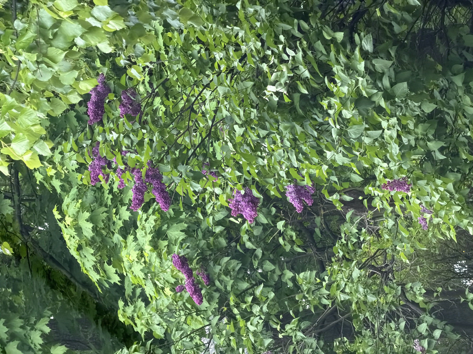 The image depicts purple lilacs blooming in a tree in Saint Petersburg, Russia. The leaves of the tree are mostly green. The image may have been taken looking up into the tree.