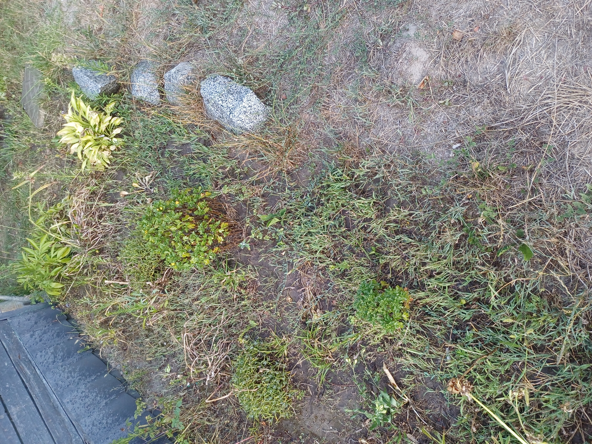 The image shows a patch of ground with vegetation and rocks, adjacent to a dark, textured surface that appears to be part of a wooden fence or structure. The ground is uneven and appears to be damp in some areas, with patches of green grass, dry straw-like material, and some small leafy plants. There are several greyish-white rocks scattered on the ground, some appearing to be arranged in a line. A bright yellow-green leafy plant is visible in the upper right quadrant, and other small green plants are dispersed throughout the scene. The overall impression is of an outdoor garden or yard area in a natural setting. The scene is devoid of any people or overt actions. The location is described as being in the city of Sulymivka, Ukraine.