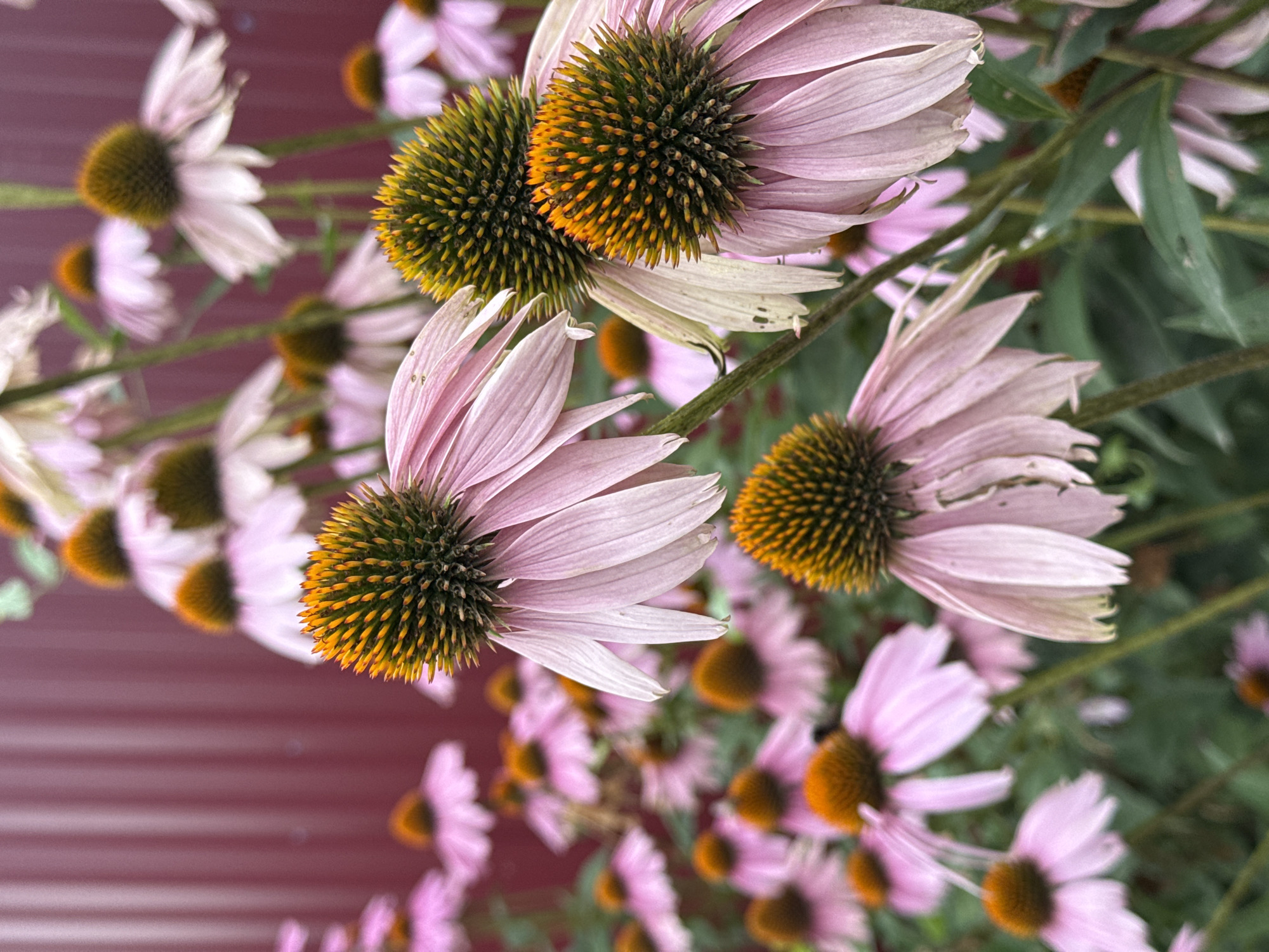 The image shows a close-up view of several pale pink coneflower blossoms, with their characteristic spiky, orange-brown centers. The flowers are arranged in a cluster, with some in sharp focus in the foreground and others blurred in the background. The petals of the flowers are delicate and slightly droopy. The background is a dark, muted red fence. The overall impression is one of a natural, outdoor setting, likely a garden.