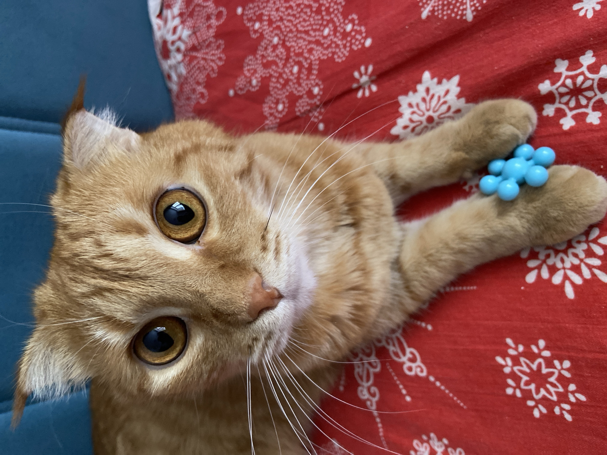 The image is a close-up, eye-level shot of an orange tabby cat lying on a red fabric with white snowflake patterns. The cat is looking directly at the camera with large, round, amber eyes. Its ears are slightly pointed back, suggesting attentiveness or a mild reaction. One of the cat's front paws is resting on the fabric, and a small, blue, spiky toy is positioned on its paw. The background consists of a blurry teal surface, likely a couch or headboard. The cat has prominent white whiskers and a pink nose. The lighting is bright, illuminating the cat's fur and features. There are no people or recognizable landmarks of Balashikha, Russia, visible in the image.