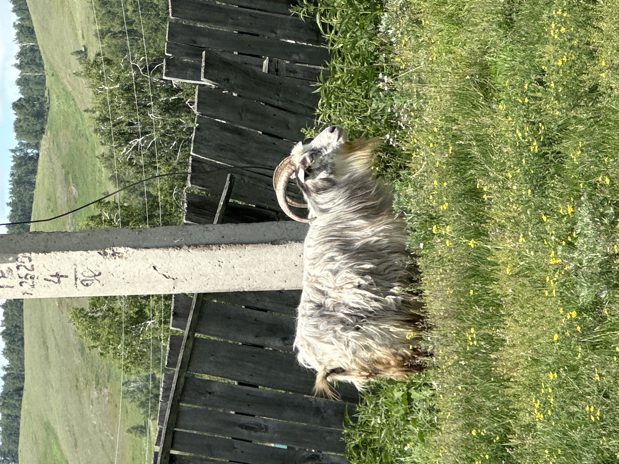 A shaggy, light-colored goat with curved horns stands in a field of green grass dotted with small yellow wildflowers. The goat is facing right, with its head slightly lowered, and its long, matted fur is a mix of white, grey, and brown. Behind the goat is a weathered wooden fence, with vertical planks of varying shades of grey. To the left of the goat, a thick, weathered concrete post stands tall, with faded black numbers and markings visible on its surface. In the background, rolling green hills are covered with grass and scattered trees, suggesting a rural or semi-rural landscape. The sky is a pale blue with hints of white clouds.