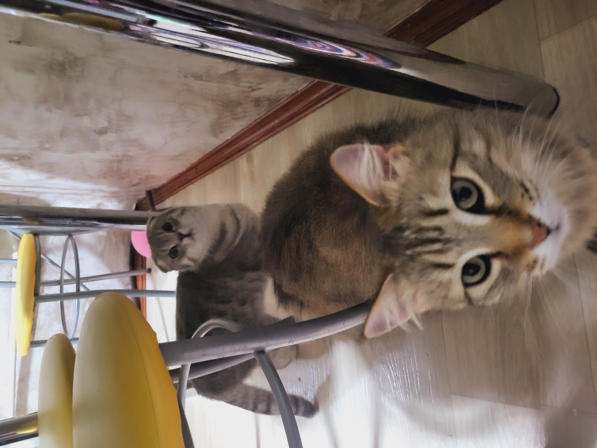 The image shows two cats under a chair. The cat in the foreground is a fluffy brown tabby with green eyes, looking directly at the camera. Behind it, partially obscured by the chair, is a gray cat looking to the left. The chair has a chrome frame and yellow padded seats. The floor appears to be light-colored wood. The background consists of the underside of a table or other surface. The location given is Зипуново, Russia, however this is not visible in the image.