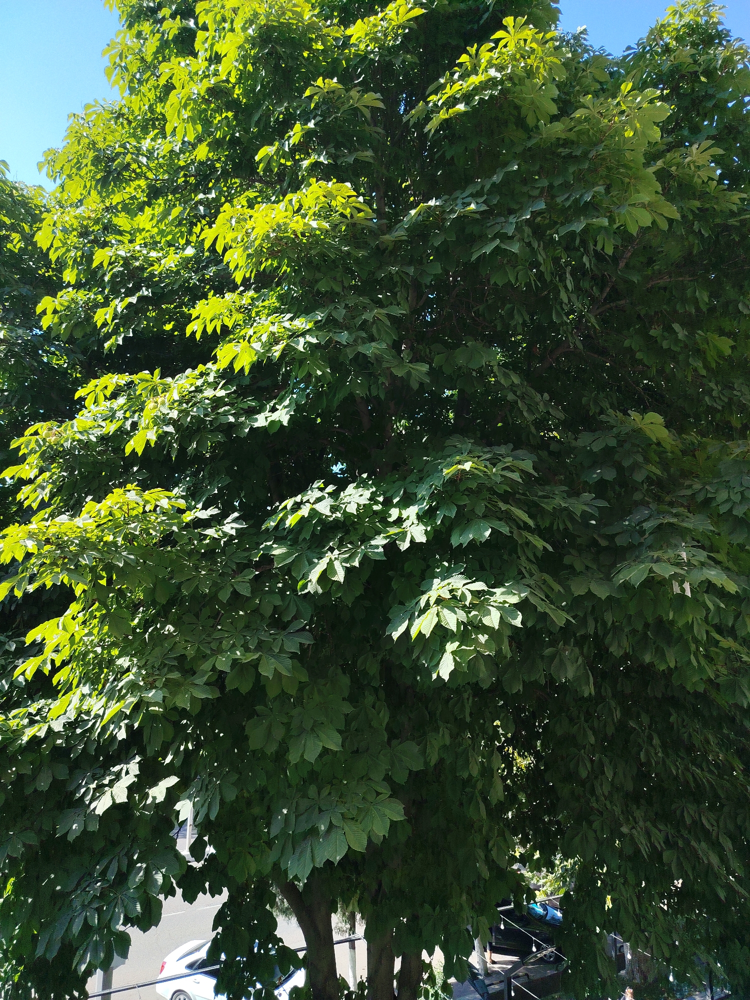 A full-frame, eye-level, outdoor, medium shot captures a dense canopy of green leaves from a large tree, silhouetted against a clear blue sky. The leaves are illuminated by sunlight, creating bright highlights and deep shadows. The tree's branches are thick and extend throughout the frame, obscuring much of the background. Beneath the lower branches, a glimpse of a street is visible, with a white car parked on the right side and a black railing in the foreground. The image appears to be taken in Angren, Uzbekistan, given the context provided. No people are visible in the frame.