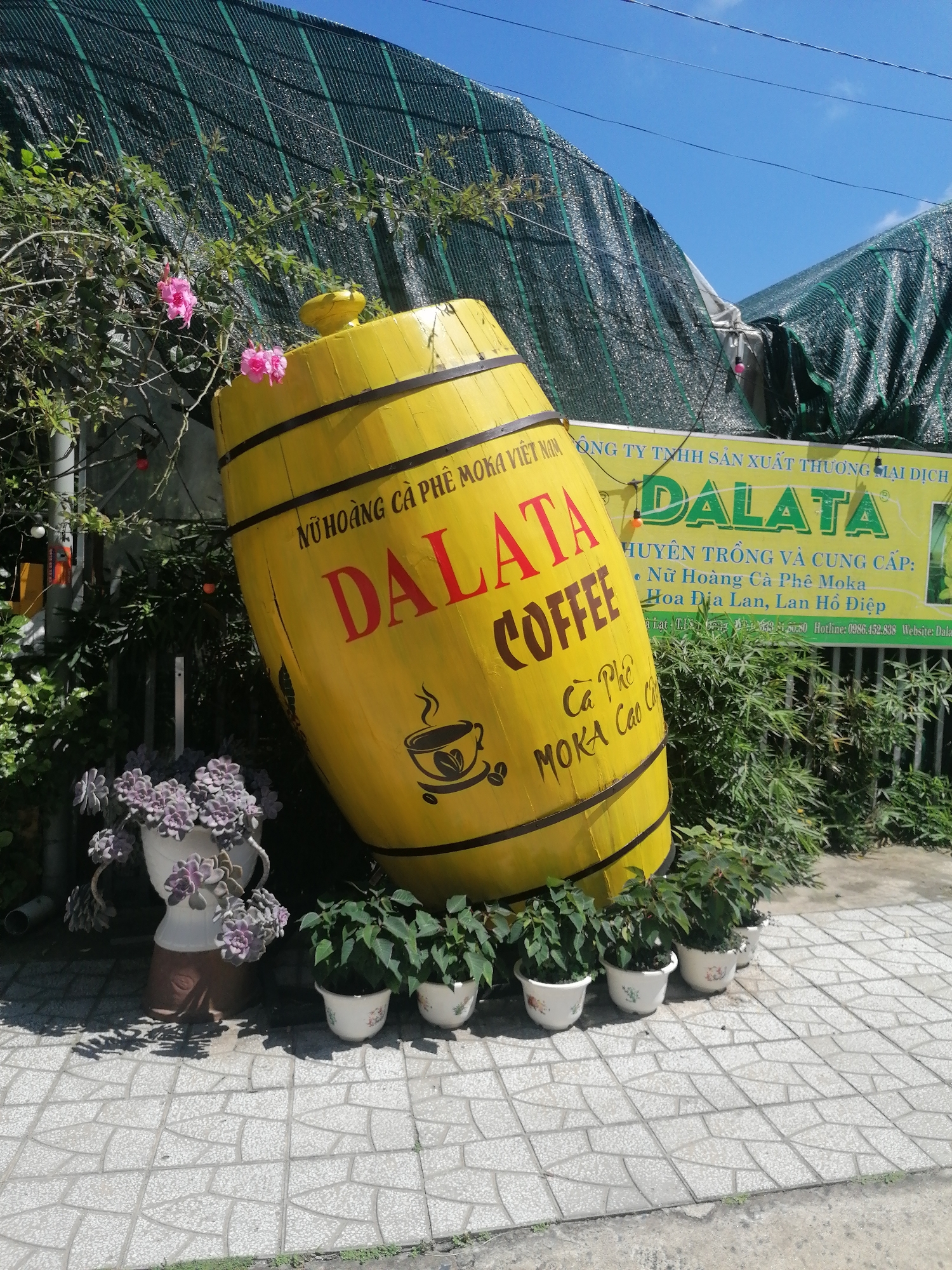 A large, yellow barrel-shaped sign with "NU HOÀNG CÀ PHÊ MOKA DALATA COFFEE" written on it is leaning against a dark green mesh covering. Behind the barrel, a yellow banner with Vietnamese text and the word "DALATA" is visible. The barrel has a coffee cup logo on its side. In the foreground, several potted plants, including a succulent in a decorative pot, are arranged on a tiled walkway. Pink flowers are blooming on a branch to the left of the barrel. The scene appears to be outdoors, with a blue sky visible above. The overall setting suggests a commercial establishment, possibly a cafe or coffee shop, in Da Lat, Vietnam, given the prominent "Dalata" branding.