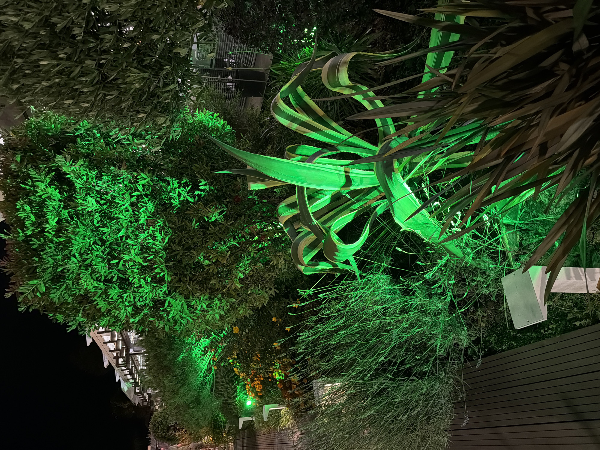 This image depicts an outdoor scene at night, illuminated by vibrant green lighting. The subjects are various types of lush greenery, including bushes and a large agave plant with distinctive striped leaves. The lighting casts a strong green hue, making the foliage appear almost artificial or otherworldly. In the background, hints of a structure with wooden decking and some sort of metal fencing or railing can be seen, suggesting an outdoor seating area or walkway. There are also some small yellow flowers visible amongst the greenery, providing a subtle contrast to the dominant green. The overall impression is one of dramatic nighttime landscaping. No people are visible, and the weather cannot be determined. The location context is Sochi, Russia, which might imply a subtropical climate supporting such dense vegetation. No visible text is present in the image.