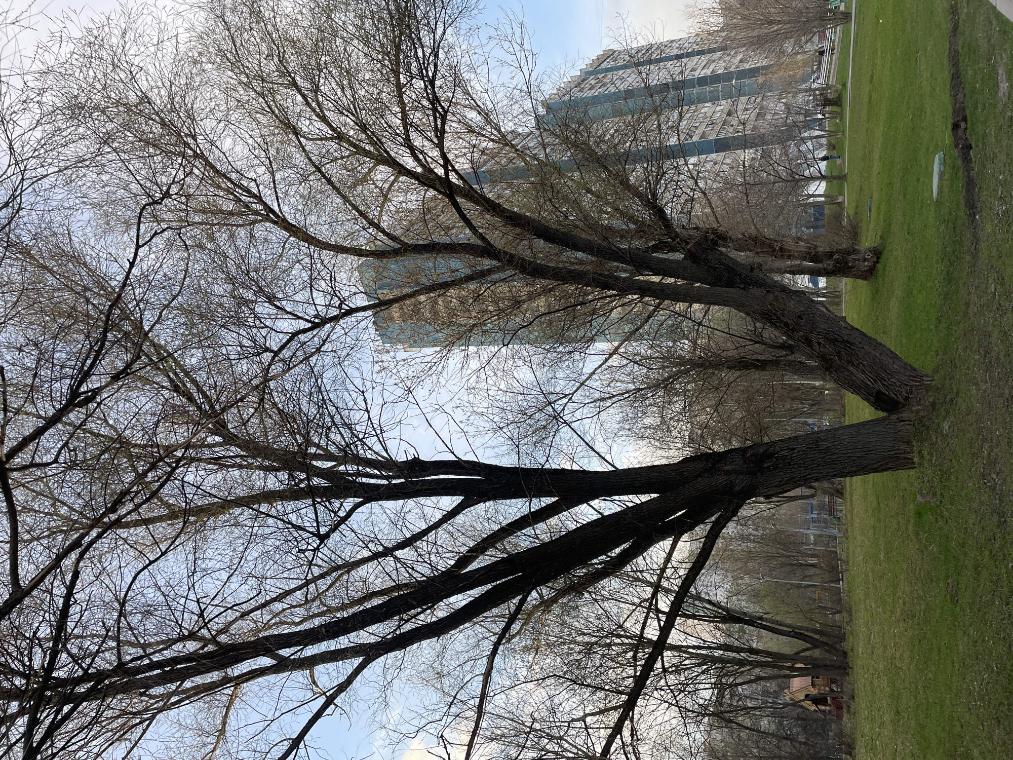 The image shows a park scene in Moscow, Russia, with bare trees dominating the foreground. A tall, modern building stands in the background, partially obscured by the tree branches. The park features green grass. The trees are without leaves, suggesting it might be late fall, winter, or early spring. No people are prominently visible in the image.