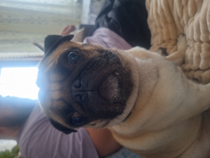 An indoor scene in Lezhnevo, Russia, depicts a fawn-colored pug dog with a black muzzle, prominent dark eyes, and subtle grey hairs on its chin, positioned centrally, facing the camera directly. The dog sits on a textured, light brown or beige ribbed blanket. In the blurred background, a person with a beard, wearing a light purple short-sleeved shirt, is visible to the left. A bright window serving as a light source is present in the upper-right background, with light-colored curtains partially visible alongside it. No direct interaction between the dog and the person is apparent.