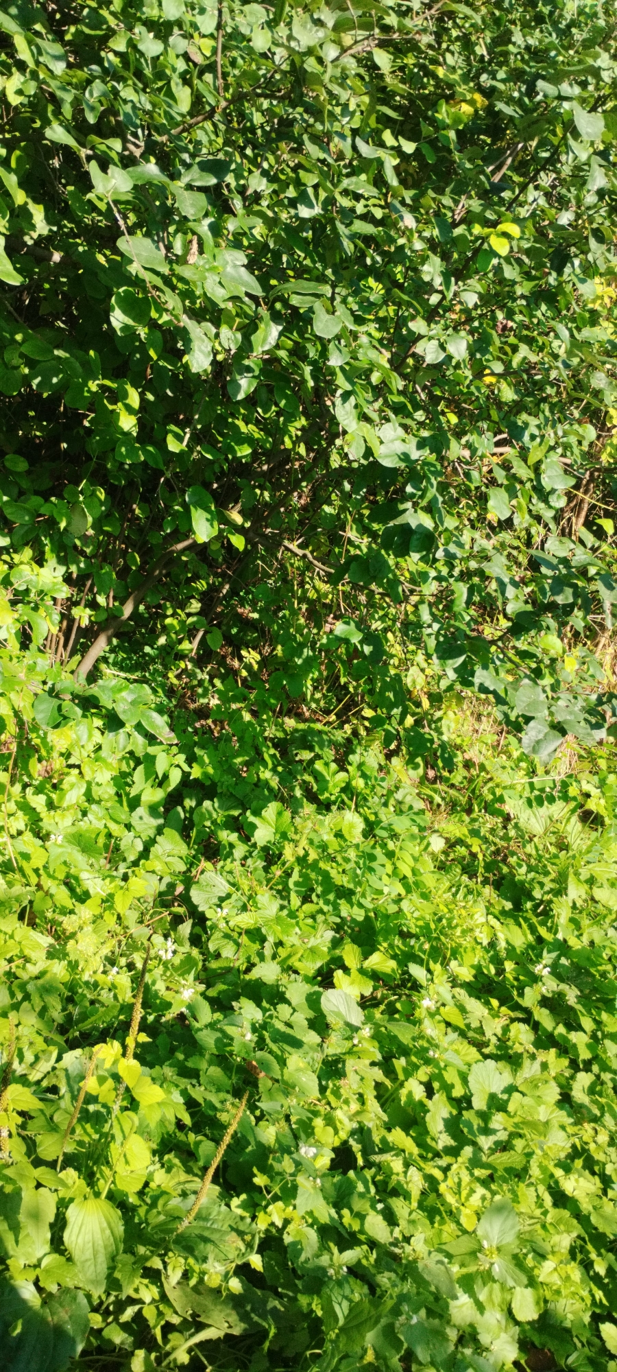 The image shows a close-up view of dense green vegetation, primarily consisting of various leafy plants and bushes. Sunlight filters through the leaves, creating a dappled effect. The foliage is varied in texture and shade of green, with some areas appearing brighter and more sunlit than others. The ground level is densely covered with smaller plants, some with tiny white flowers. There are also some dried stalks or seed heads visible among the greenery. The overall impression is one of natural growth and abundance, suggesting an outdoor environment such as a garden, park, or wild area. There are no people or man-made structures clearly visible in the image. The location is specified as Yaroslavskaya, Russia, implying this is a scene within that city or its surroundings.