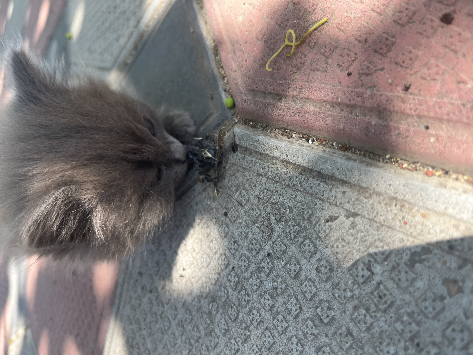 The image shows a close-up, overhead view of a fluffy gray kitten. The kitten is lying on a patterned, textured surface that appears to be made of concrete or stone paving slabs. The kitten's head is angled downwards, and it appears to be interacting with or eating some small, dark debris on the ground. Its fur is soft and appears to be a light gray color.
The background consists of two different colored paving slabs, one reddish-pink and the other gray. There are small pebbles and bits of debris scattered on the ground around the kitten. A thin, curled yellow stem is visible on the reddish-pink slab, and a small green object, possibly a berry or a seed, is near it. Sunlight casts a shadow of the kitten onto the gray paving slab, indicating it is daytime. The overall setting appears to be outdoors, possibly a patio or walkway in Bohunove, Ukraine. The kitten's activity suggests it is curious and exploring its surroundings. There is no visible text in the image.
