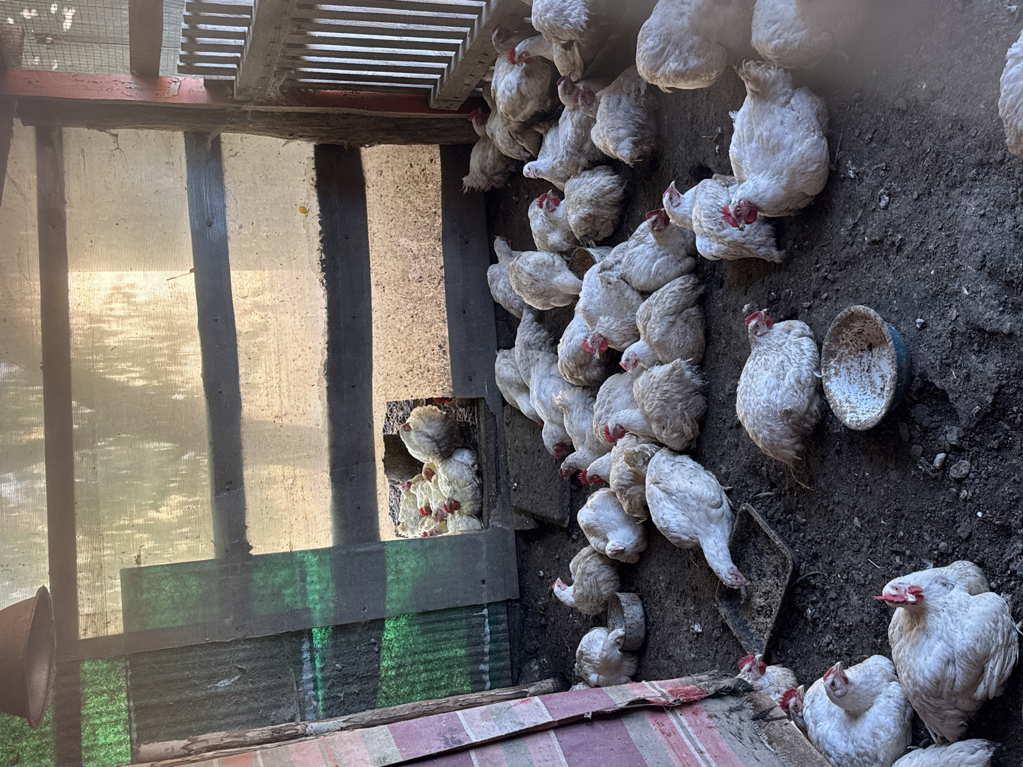 In a rustic chicken coop, a flock of white chickens rests and congregates on the dirt floor. The coop, situated in Starokhalilovo, Russia, features a translucent corrugated roof and walls, with shafts of sunlight illuminating the interior. A pile of straw sits near the back, and feeders are scattered amongst the birds. The scene captures the everyday life of poultry in a rural setting.