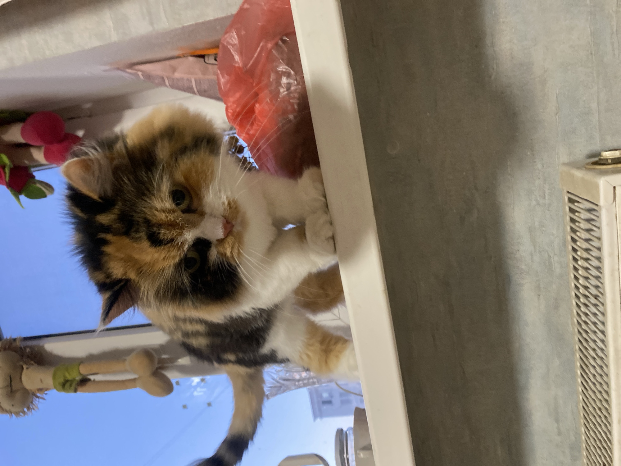 A calico cat stands on a white windowsill with a blurred background of a blue sky and buildings. The cat is facing forward, with its head tilted slightly down. Its fur is a mix of black, orange, and white. To the right of the cat, a crumpled red plastic bag is visible. On the left side of the windowsill, a glass jar and a small white object are partially visible. Below the windowsill, a grey, textured surface and a portion of a beige radiator with a metal grate are in focus. The scene appears to be indoors, possibly in an apartment in Chornomorsk, Ukraine, given the context.