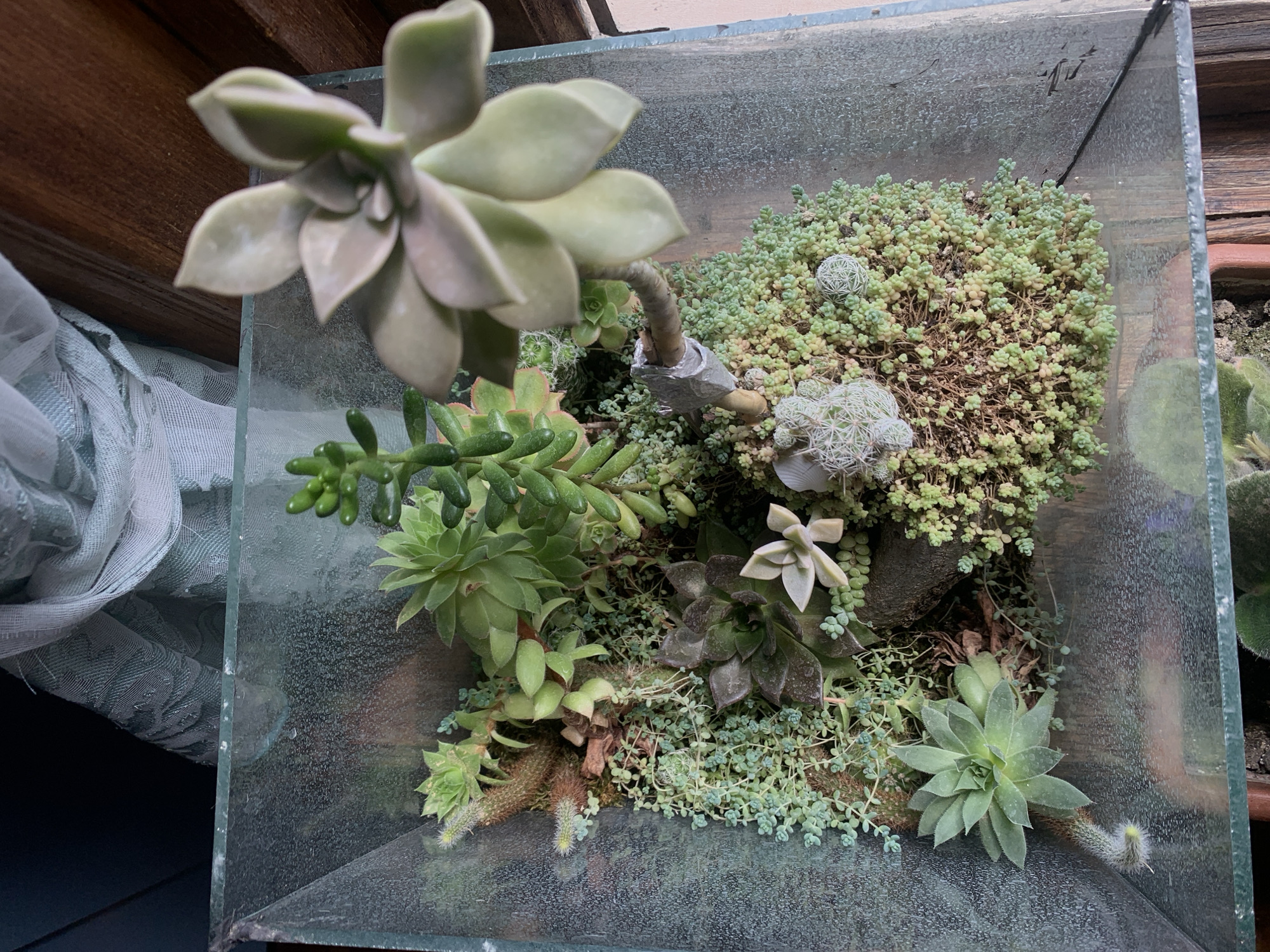 An overhead, close-up shot captures a succulent terrarium situated in what appears to be a home environment. The terrarium, constructed of glass, contains a variety of small, green succulent plants. The plants are arranged densely within the terrarium, with some appearing taller and more prominent than others. The backdrop of the image consists of a sheer, textured curtain in a light blue-green hue and a wooden surface, suggesting an indoor setting. The overall impression is one of a meticulously arranged collection of miniature plants within a glass enclosure, likely serving as a decorative element in a domestic space. There is no indication of the terrarium being located in Chiatura, Georgia; it is presented as a general indoor scene.