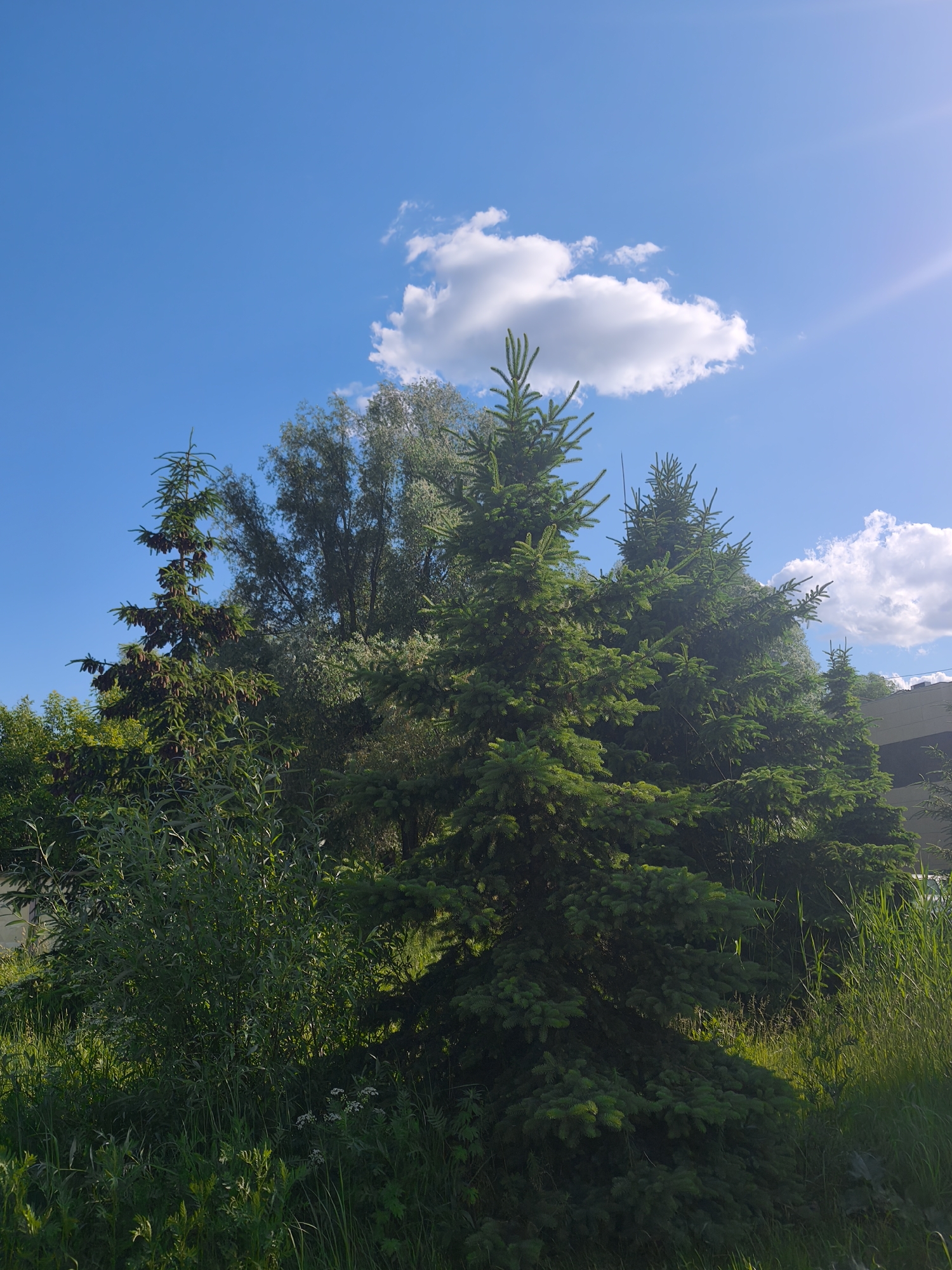 A bright, sunny day is depicted in this outdoor scene. The sky is a vibrant blue with scattered white clouds, and a sunbeam is visible in the upper right corner. In the foreground, lush green vegetation, including tall grasses and bushes, dominates the lower portion of the image. Several evergreen trees, primarily spruce, are the main subjects, with their dense foliage filling the mid-ground. One spruce tree on the left has several cone-like structures hanging from its branches. Behind the evergreens, other deciduous trees with lighter green foliage can be seen. The overall impression is a natural, verdant landscape under a clear sky. The location of Yoshkar-Ola, Russia, is not discernible from the visual elements present in the image.