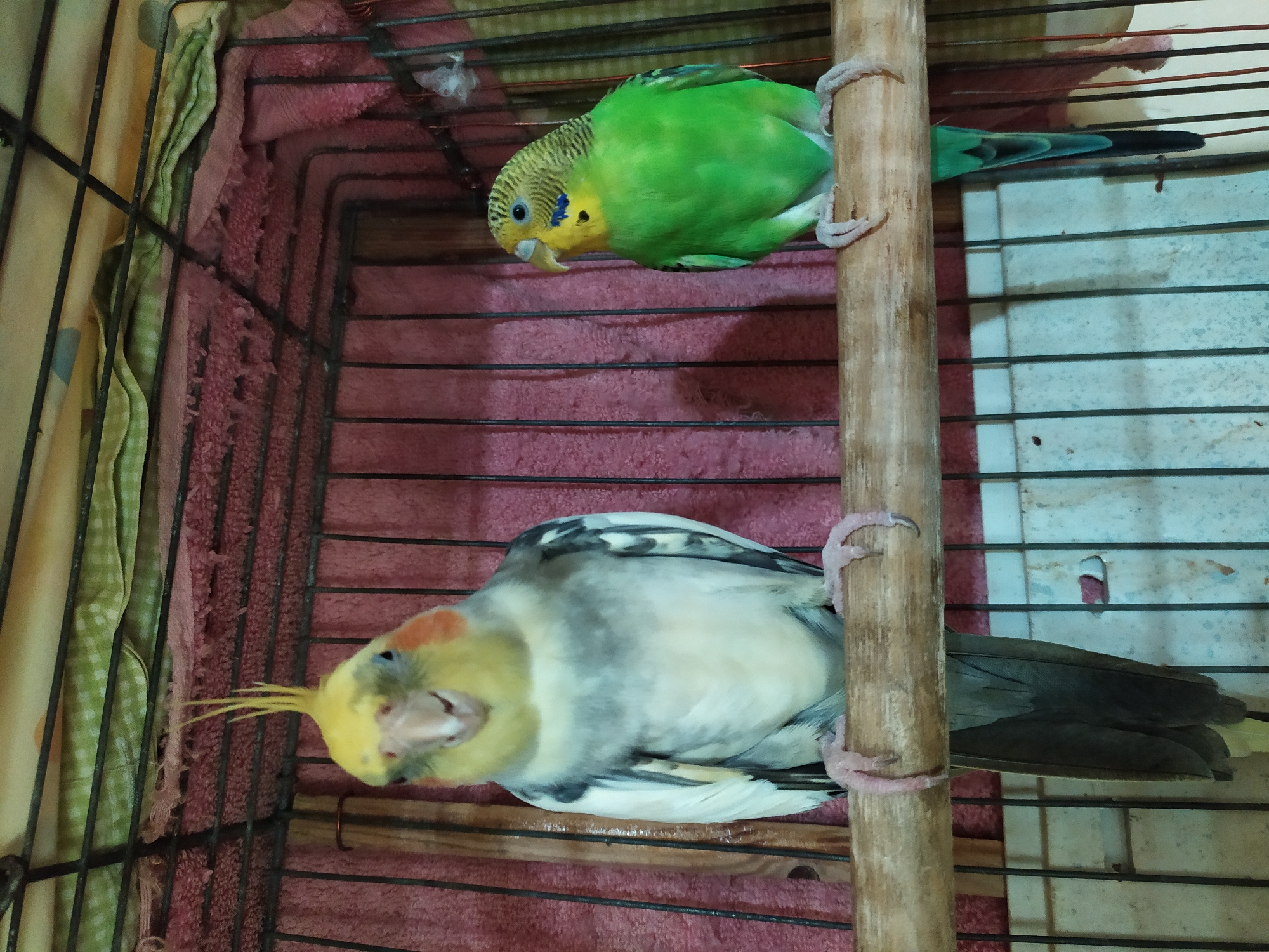 In a birdcage in Bilajari, Azerbaijan, two birds are perched on a wooden dowel. On the left is a cockatiel with a yellow crest, white face, and grey and white plumage. On the right is a vibrant green budgerigar with yellow and blue markings on its head. Both birds are facing forward, with the cockatiel looking directly at the camera and the budgerigar looking slightly to its right. The background of the cage is a pink fabric, with a green patterned cloth draped above it. The cage bars are visible, as well as a white textured surface below.