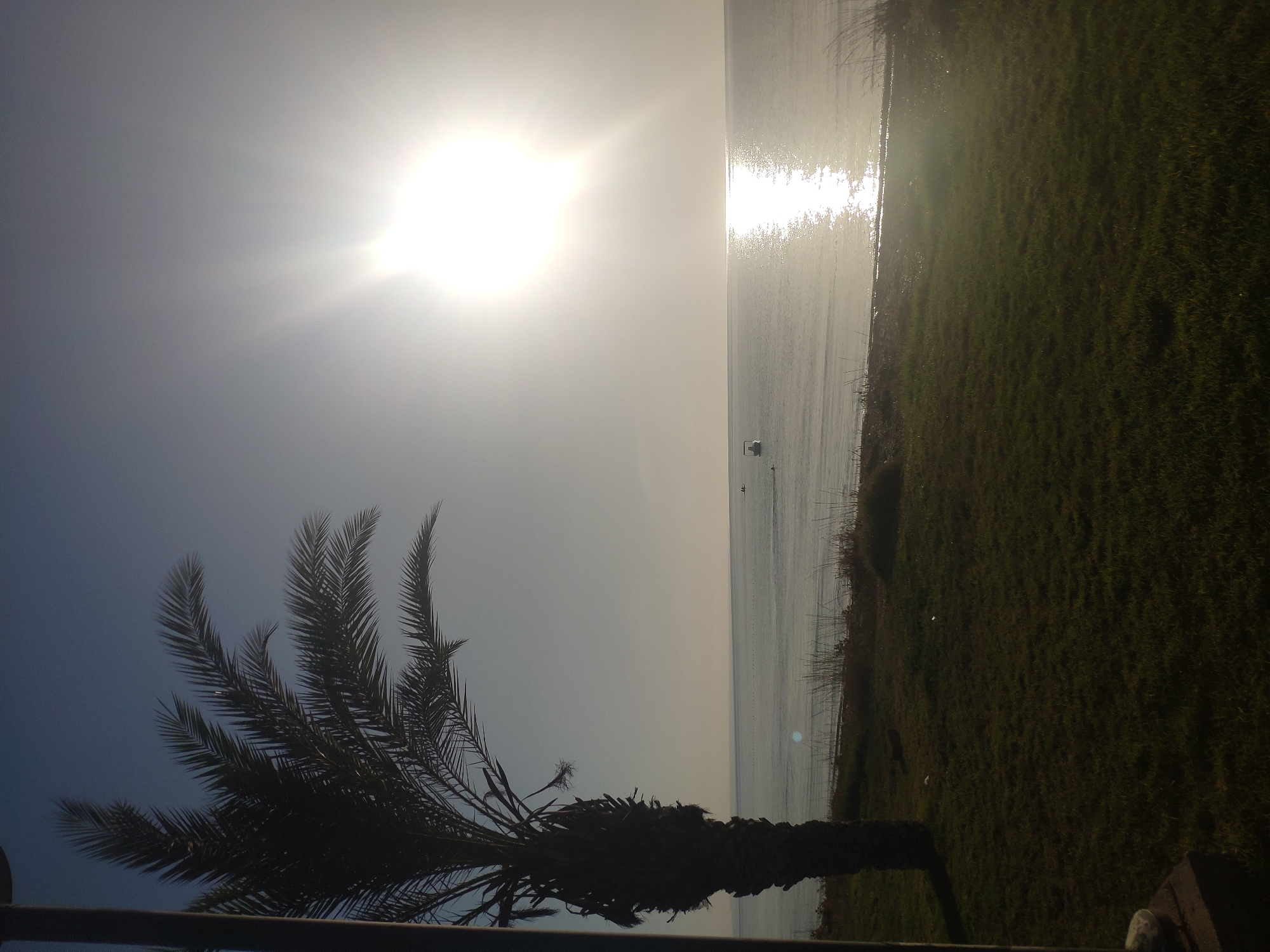 A scene of a tranquil seascape at dawn or dusk, featuring a silhouetted palm tree in the foreground on the left. The palm tree, with its fronds spread wide, is positioned against a pale, hazy sky. The sun, a bright, intense orb, is high in the sky, casting a strong glare and creating a shimmering reflection on the calm sea. The sea stretches to the horizon, where it meets the sky in a soft, indistinct line. In the middle distance on the water, two small boats are visible. The foreground on the right is a grassy area, lush and green, with a patch of dry reeds bordering the shore. The overall atmosphere is serene and peaceful, suggestive of a coastal setting.