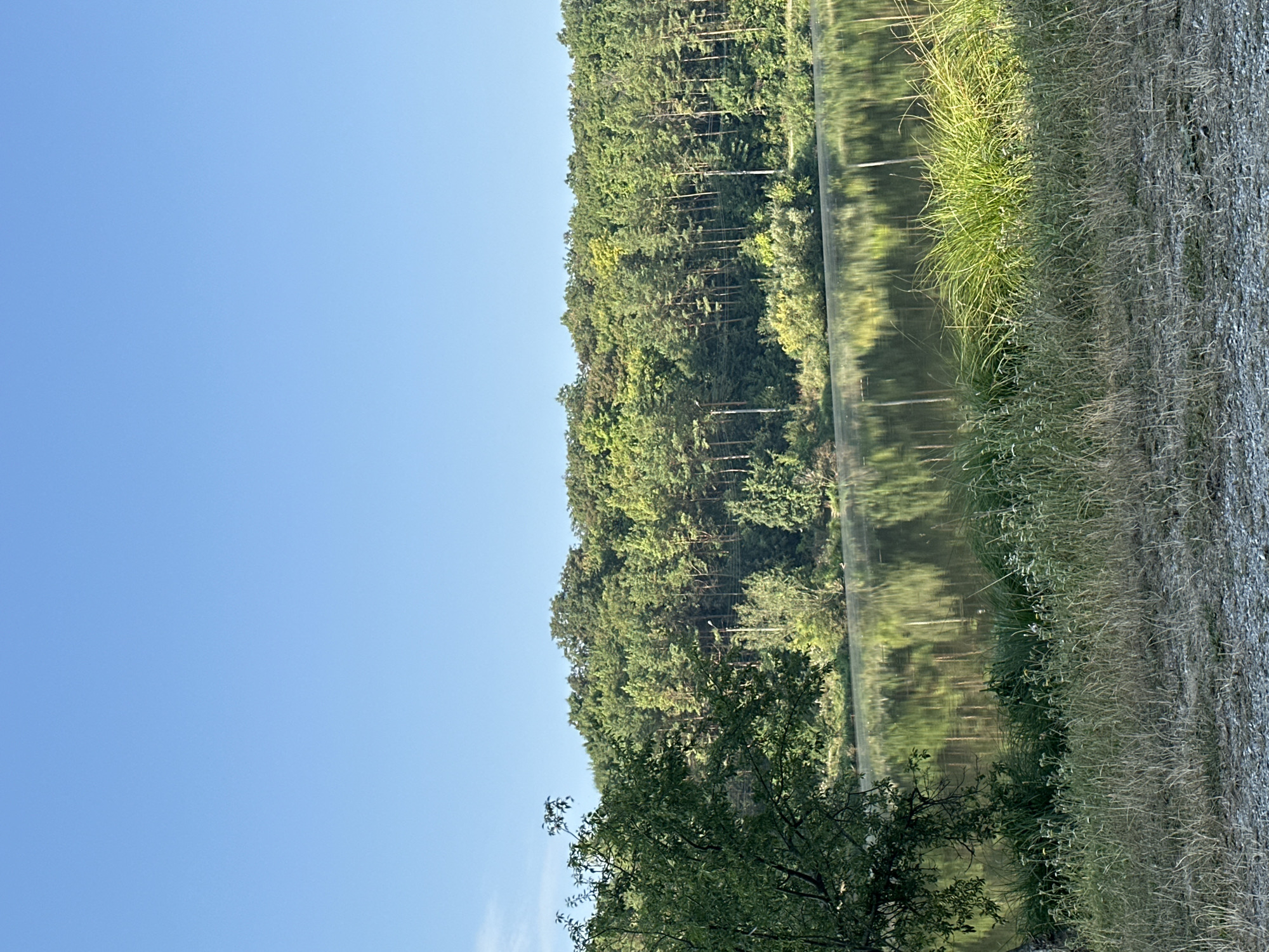 The image captures a serene natural landscape on a clear day. In the foreground, dry grass and gravel are visible. A body of water, likely a lake or river, occupies the middle ground, reflecting the lush green forest that forms the backdrop. The forest is dense, composed of various trees, including pines and deciduous trees. The sky above is a vibrant, cloudless blue. The overall impression is one of tranquility and natural beauty. This scene is likely located in the rural outskirts of Makiv, Ukraine, given the abundance of natural greenery and bodies of water commonly found in such areas.
