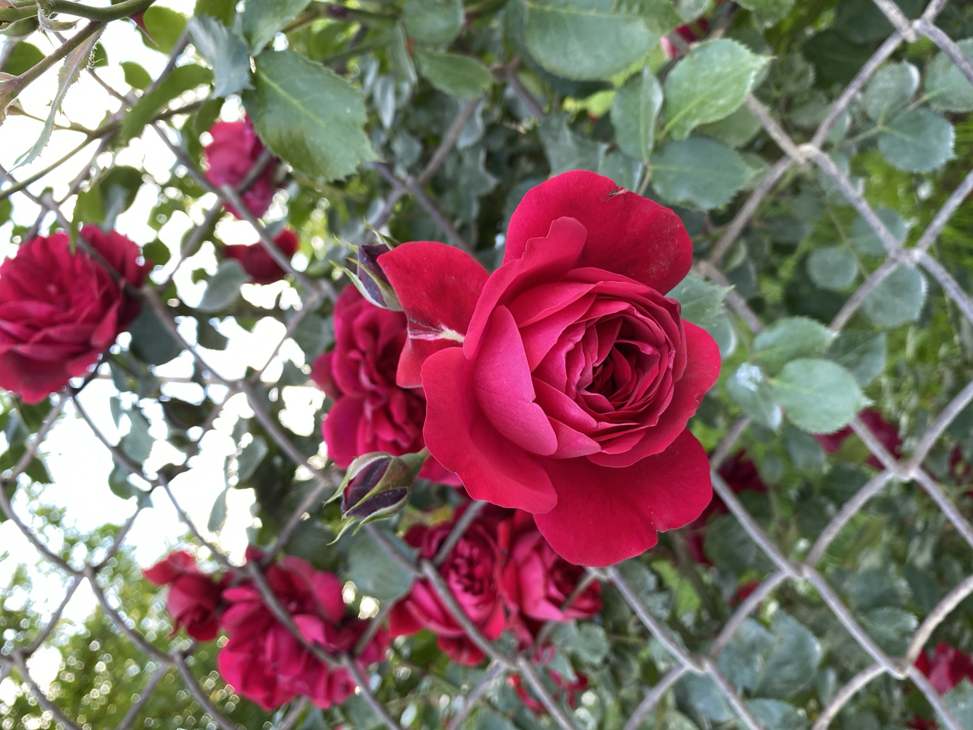 A close-up, vertical, eye-level shot captures a vibrant red rose in bloom, positioned centrally in the frame. The rose, with its tightly furled petals, is in focus, its rich crimson color contrasting with the background. Behind the rose, a chain-link fence runs horizontally across the image, its metallic gray diamond pattern creating a blurred texture. Beyond the fence, a dense foliage of green leaves and other red roses, some in bud, are visible. The lighting suggests an outdoor setting, possibly a garden or park, with the bright sky visible through the leaves and fence, creating bokeh effects of blurred light and greenery. The scene is devoid of people, vehicles, or any identifiable man-made structures beyond the fence. The location is listed as Unknown, Unknown.