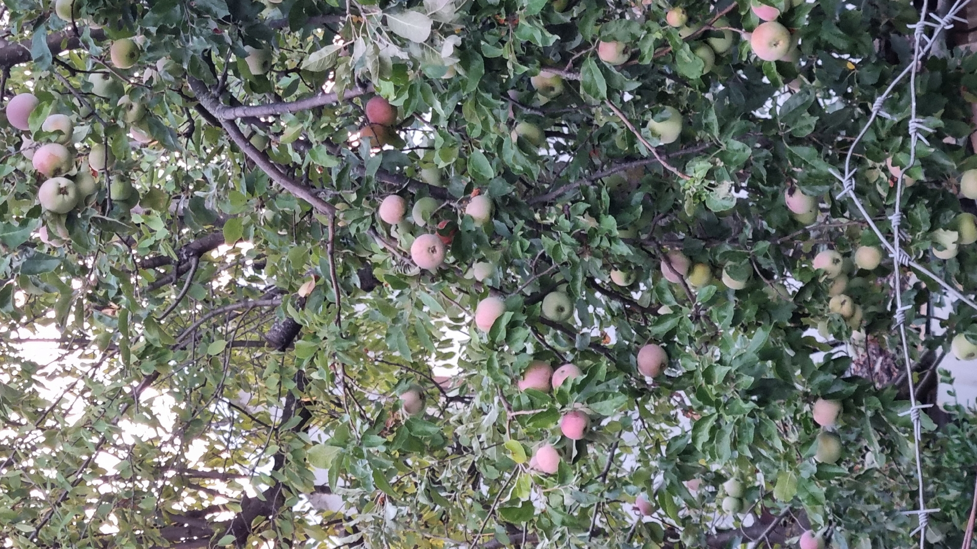The image depicts an apple tree laden with ripe and ripening fruit, set against a backdrop of lush green foliage. The apples exhibit a range of colors, from pale green and yellowish hues to blush pink and deeper red tones, suggesting a variety of apple types or varying stages of maturity. The branches are densely populated with leaves, some of which are beginning to show signs of autumn, with hints of yellowing. In the lower portion of the image, barbed wire fencing is visible, indicating the location might be near a property boundary or agricultural area. The overall impression is that of a bountiful harvest from an orchard or garden in an outdoor setting, likely during the late summer or early autumn. The context provided places this scene in the city of Berehove, Ukraine.
