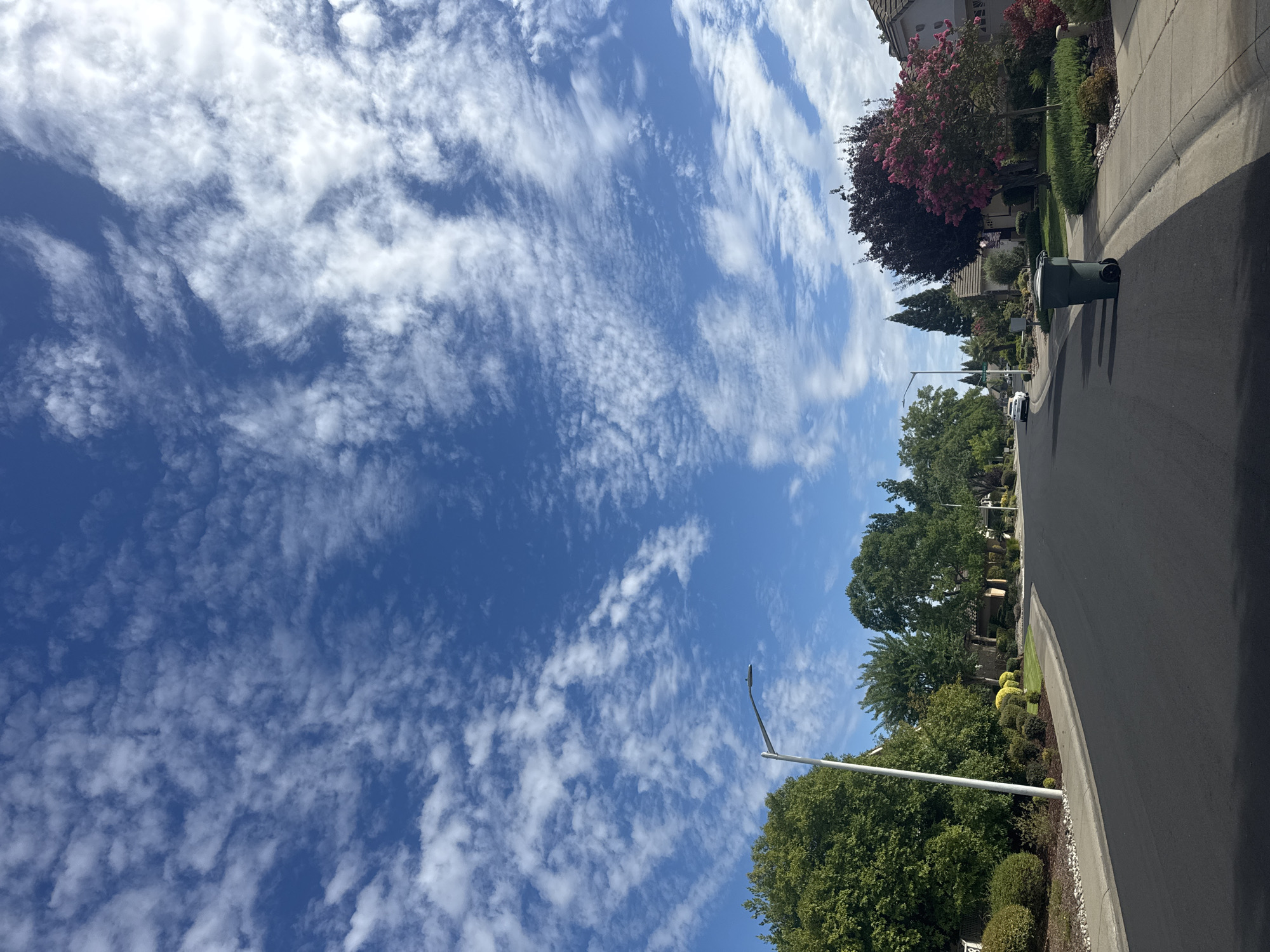 The image depicts a suburban street scene in Roseville, California, United States of America. The perspective is from the middle of an empty, paved road that curves to the left. The sky is a vibrant blue with scattered white, wispy clouds.
On the left side of the road, there is a well-maintained sidewalk and a landscaped area with lush green trees, manicured bushes, and decorative rocks. A tall, modern street lamp stands prominently on the left side. The houses visible on the left are partially obscured by the dense foliage of trees and shrubs.
The right side of the road features a sidewalk and more landscaping. A dark green trash can is positioned on the sidewalk near the curb. Beyond the trash can, several houses are visible, characterized by their architectural style, pitched roofs, and surrounding gardens with various plants and trees, including a tree with bright pink blossoms. In the distance, a white car is seen driving away from the camera on the street. The overall environment suggests a quiet, residential neighborhood on a clear day.