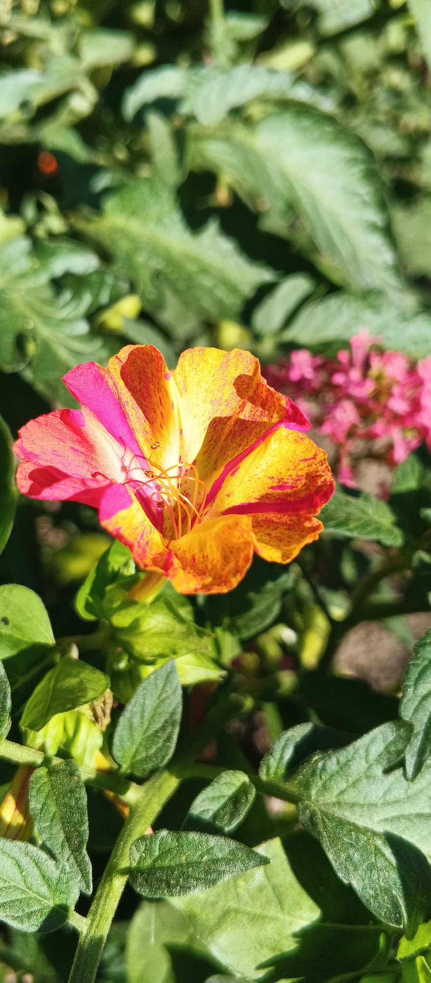 A close-up, vertical, eye-level shot shows a vibrant, multi-colored flower with delicate petals of yellow, orange, and pink. The flower is in focus, with its intricate stamen visible in the center. It is surrounded by lush green foliage, with some blurred pink flowers in the background. The lighting suggests it is daytime, with sunlight casting shadows and highlighting the textures of the petals and leaves. The image was taken in Smila, Ukraine.