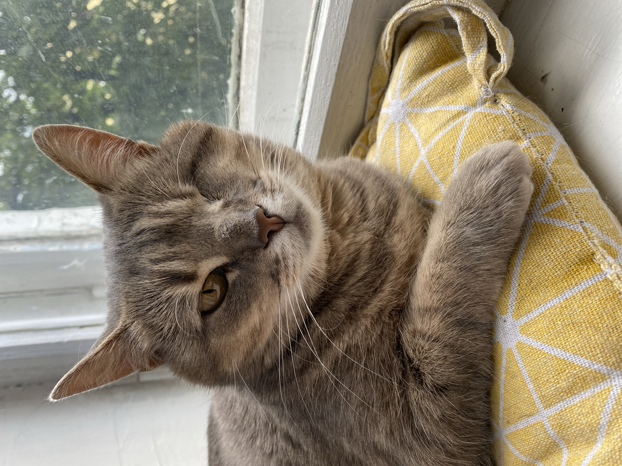A close-up, eye-level shot shows a one-eyed, tabby cat resting on a yellow pillow with a white geometric pattern. The cat is facing forward, with its left eye open and its right eye closed. Its fur is a mix of gray and brown stripes. The cat's front paws are resting on the pillow. The background is a blurred image of a window with a view of green trees and foliage. The window frame is white. The scene appears to be indoors, possibly a home.