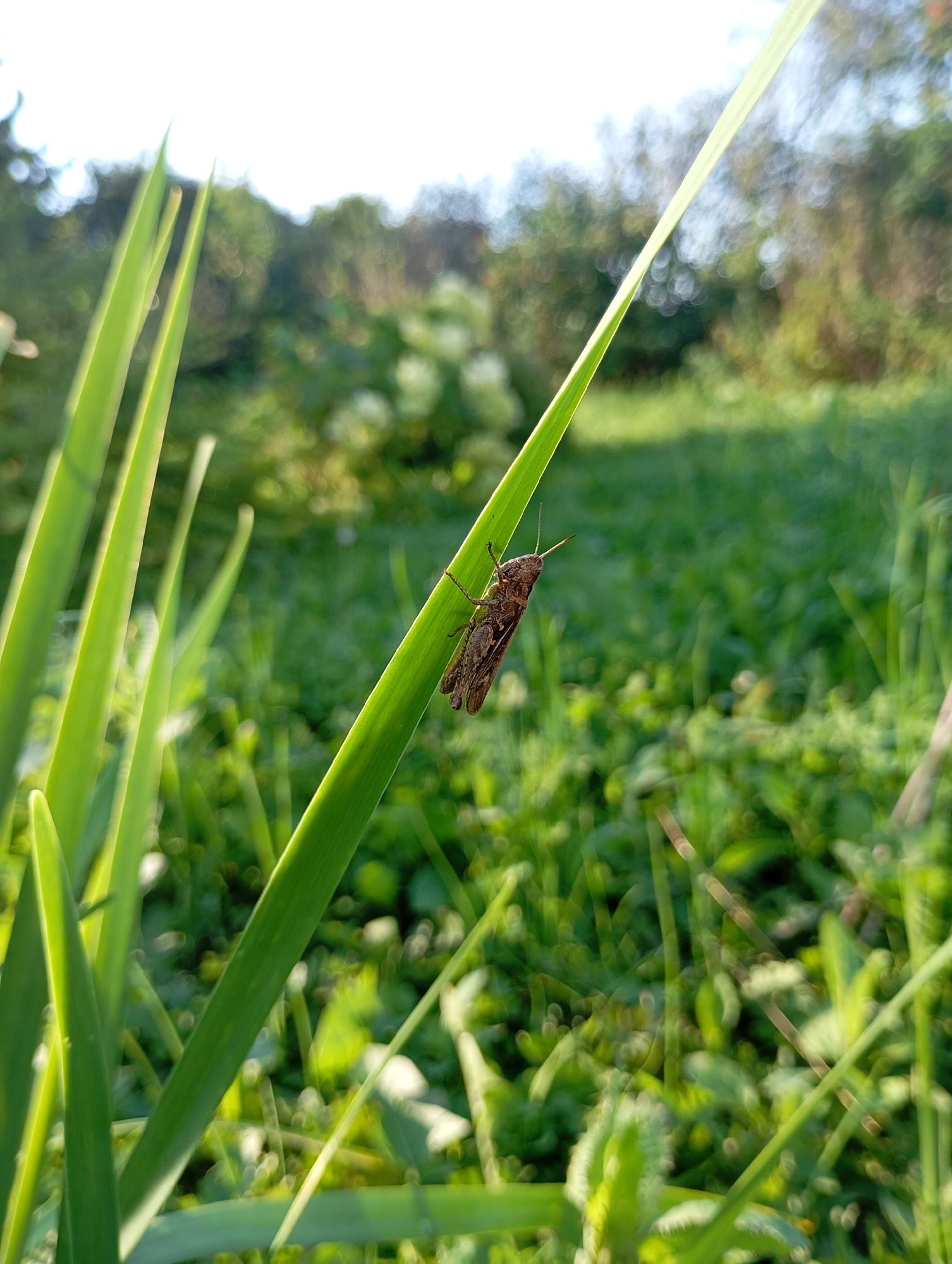 A brown grasshopper is perched on a green blade of grass, angled diagonally across the frame. The background is a blur of green foliage and sunlight, suggesting an outdoor environment. The image is a close-up shot, with the grasshopper and the blade of grass in sharp focus, while the surrounding vegetation is out of focus. The lighting suggests it is daytime, with sunlight filtering through the leaves. There are no people visible in the image. The location in the city of Фоки, Russia, is not discernible from the visual information provided in the image.