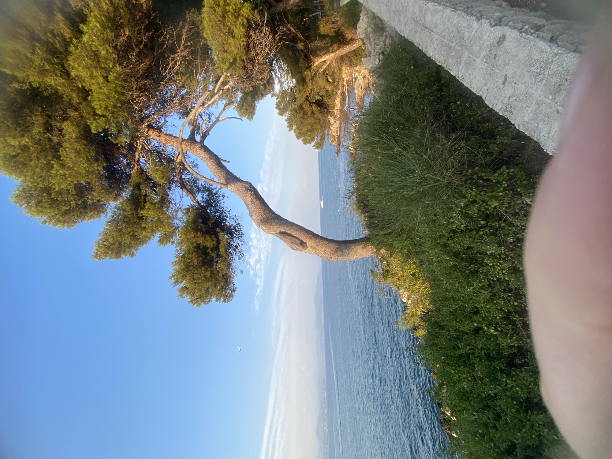 An image captures a scenic coastal view near Antibes, France. The foreground is dominated by a hand, partially obscuring the bottom of the frame, and a low stone wall with a rough texture. To the left of the wall, lush green bushes and vegetation spill over the edge of a cliff overlooking the Mediterranean Sea. A prominent pine tree, with its trunk bent at an angle and branches reaching towards the water, stands on the cliff's edge. The sea is a deep blue, with gentle ripples reflecting the clear sky. In the distance, a hazy coastline with hills can be seen, and a small white airplane is visible in the upper left quadrant of the sky. The overall atmosphere is tranquil, with the golden light of late afternoon or early morning illuminating the scene.