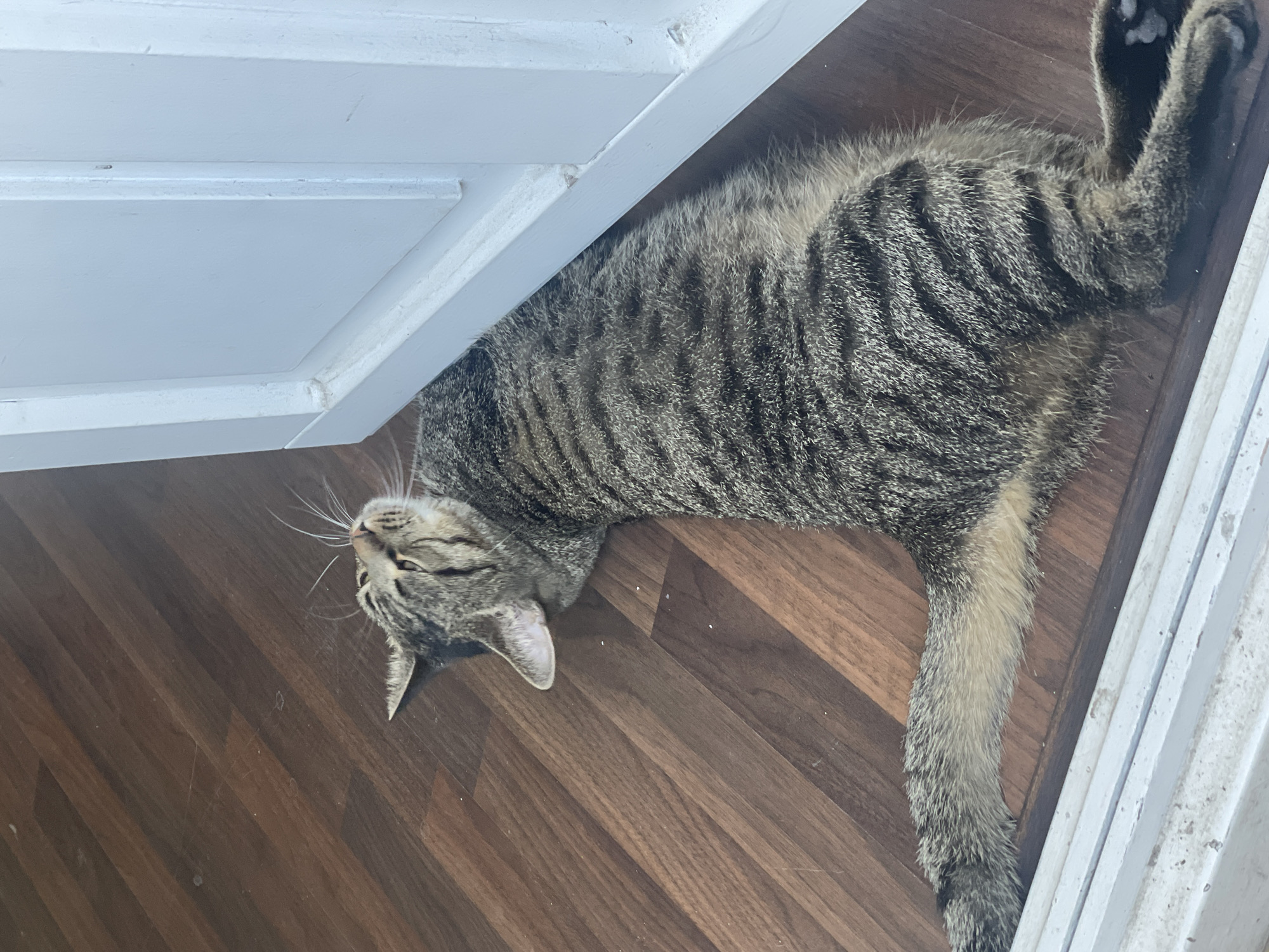 A tabby cat is lying on its side on a brown wooden floor, with its body stretched out and its head tilted upwards, looking towards a white door frame. The cat has distinct black stripes on a grey and brown coat. Its paws are extended. Dust particles are visible on the floor. The scene appears to be indoors, potentially in a residential or commercial space. The location in Solingen, Germany, is not discernible from the image.