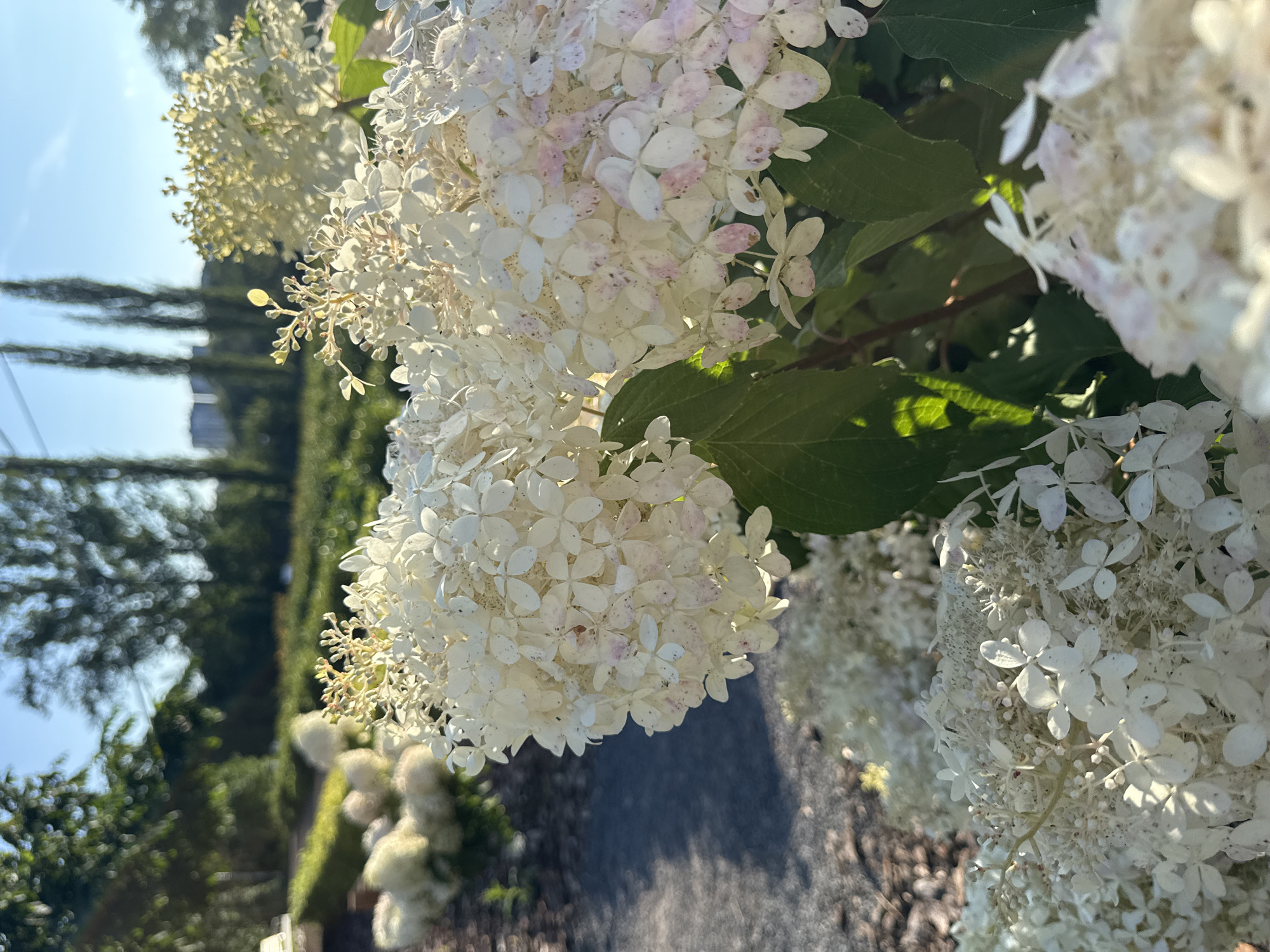 The image shows a close-up of white hydrangeas in bloom, with some hint of pink coloration on the petals. The flowers are lush and full, with many small florets clustered together to form large, conical flower heads. The foreground is dominated by these hydrangeas, with their green leaves visible beneath. In the background, a blurred landscape can be seen, featuring more greenery, trees, and buildings in the distance under a clear blue sky. The lighting suggests it is daytime, with sunlight casting shadows and highlighting the delicate textures of the flowers. The overall impression is one of a well-maintained garden or park. The prompt asks for the location in the city of Ufa, Russia, but there are no specific visual cues in the image to confirm this location.