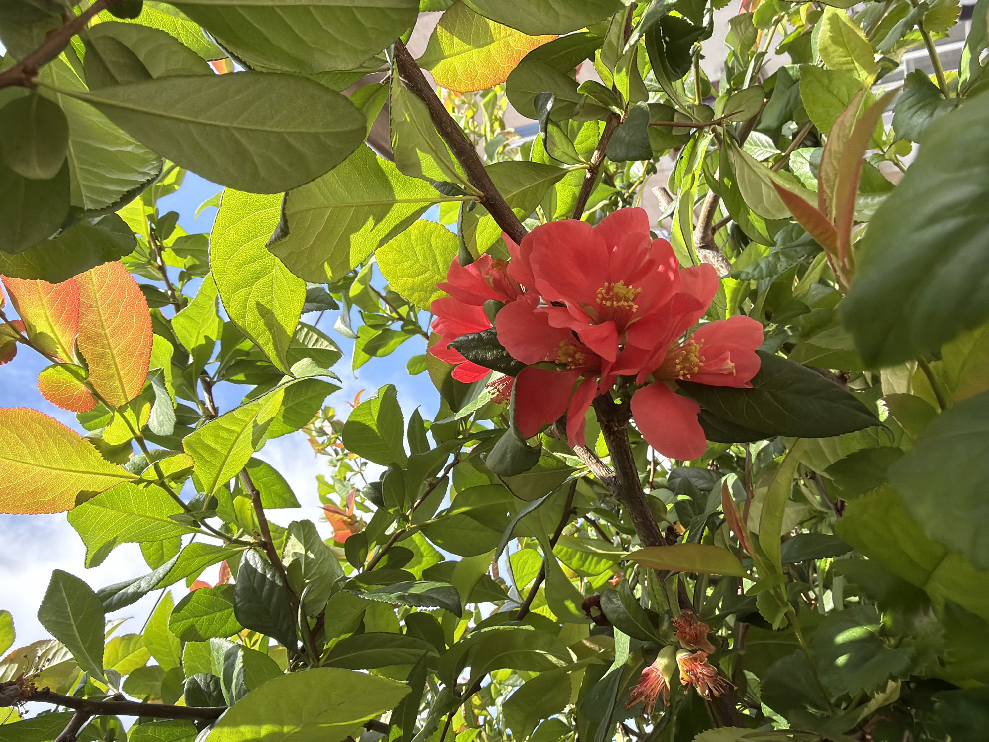 A close-up shot, taken from below, shows a flowering shrub with red blooms amidst green and orange leaves. The sky is partially visible through the foliage, revealing a bright blue hue. The image does not contain sufficient information to determine the location in Sofia, Bulgaria.