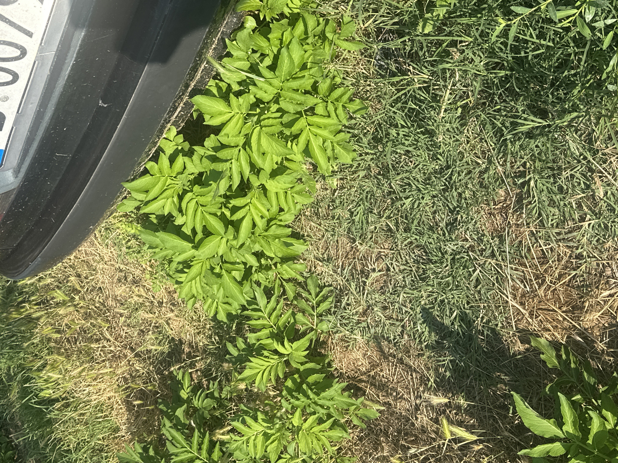 A top-down shot shows the side of a dark gray car bumper partially obscuring a patch of vibrant green foliage. The plants, with their compound leaves, are clustered near the edge of the bumper. The ground surrounding the plants is a mix of dry, yellowed grass and greener, shorter blades of grass, with some shadows cast from the plants and possibly other unseen objects. The context suggests an outdoor scene, possibly a roadside or parking area, given the presence of the car and vegetation. The scene appears to be under natural sunlight, indicated by the shadows. There are no people or animals visible in the image.