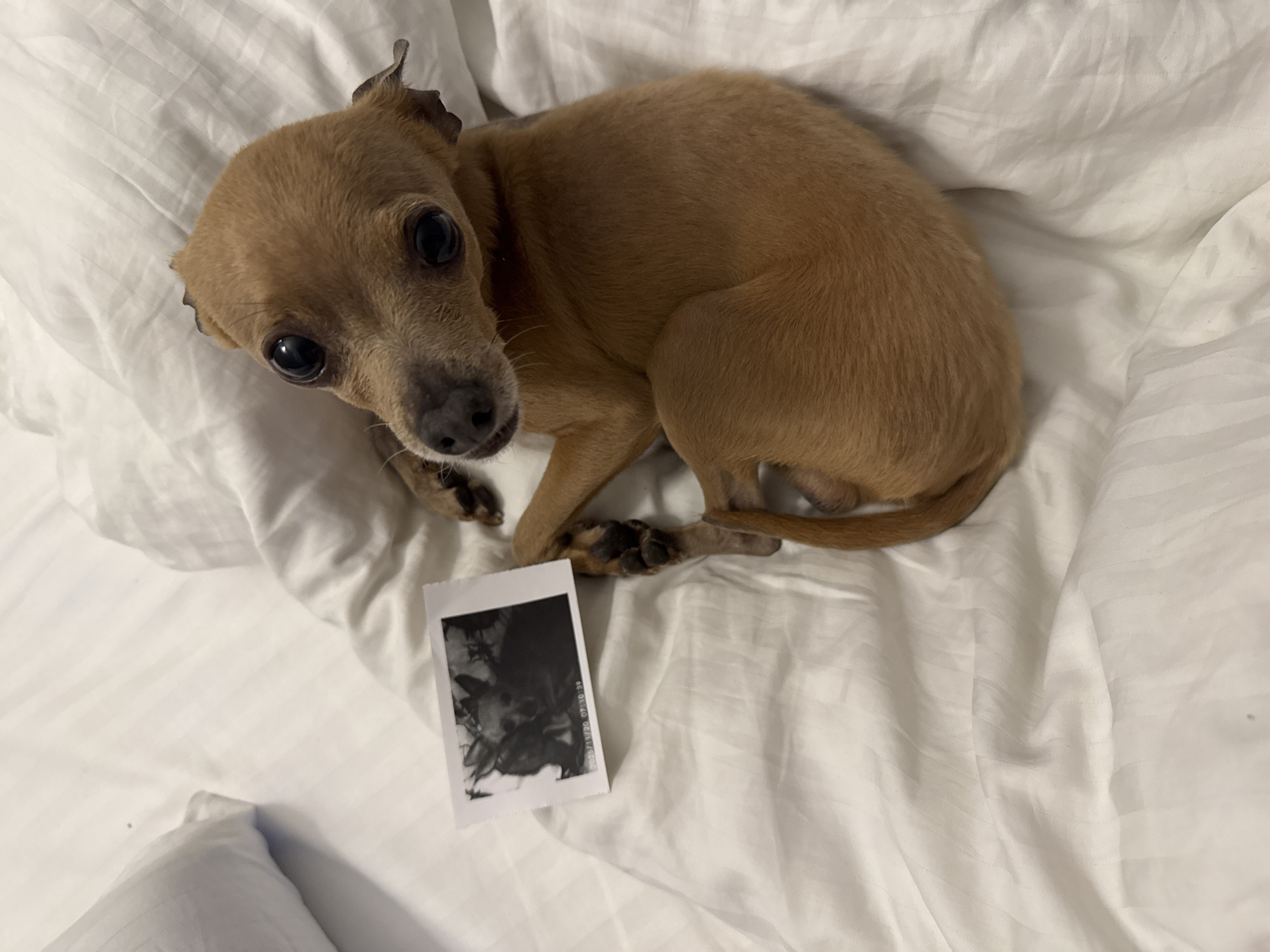 A tan Chihuahua is lying on white bedding. Beside the dog is a Polaroid photograph. The photograph appears to be of a blurry image, likely a person or animal. The scene appears to be indoors. There is no indication of the city of Chaikovsky, Russia.