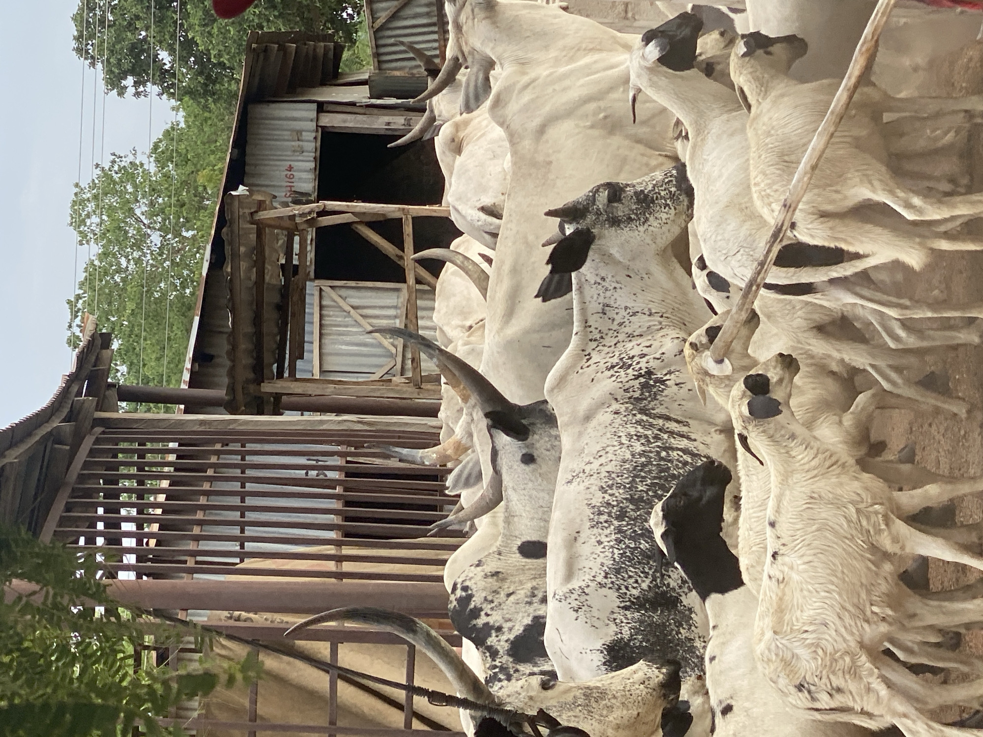 In Adankolo, Nigeria, the image shows a densely packed group of livestock, predominantly cattle with large horns, some white and others with black spots, alongside sheep, situated near weathered structures, possibly barns or stalls. The animals are crowded together, and some appear to be tethered. The setting includes corrugated metal buildings and wooden frameworks, suggesting a rural or agricultural context. Trees and greenery are visible in the background.