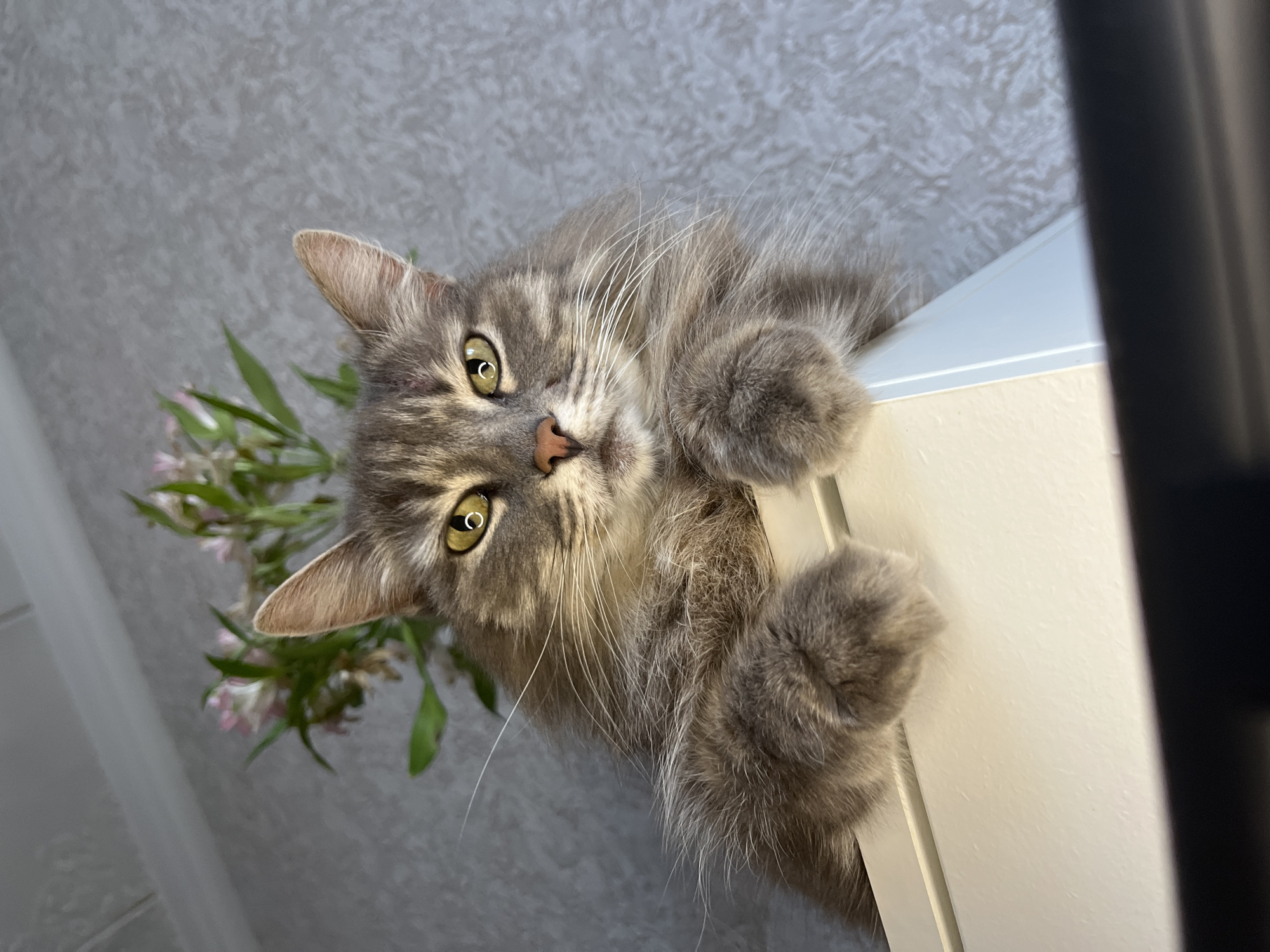 A gray tabby cat is clinging to the edge of a white cabinet or shelf. The cat is viewed from a low angle, looking down at the viewer. The cat has green eyes and a pink nose. There are flowers with pink blossoms and green leaves to the left of the cat. The background is a gray textured wall.