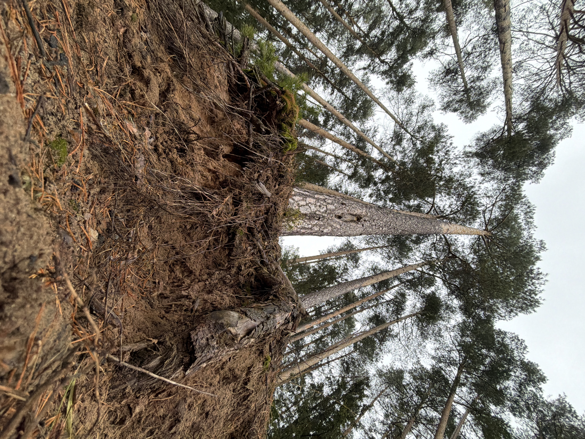 The image depicts a forest scene, likely taken at a low angle, looking upwards. The foreground features a dirt embankment, with exposed roots and fallen pine needles. Several tall pine trees dominate the frame, their trunks rising vertically towards a cloudy sky. The trees are densely packed, with their crowns forming a canopy overhead. The location is unknown; the assertion it's in Chaikovsky, Russia cannot be confirmed.