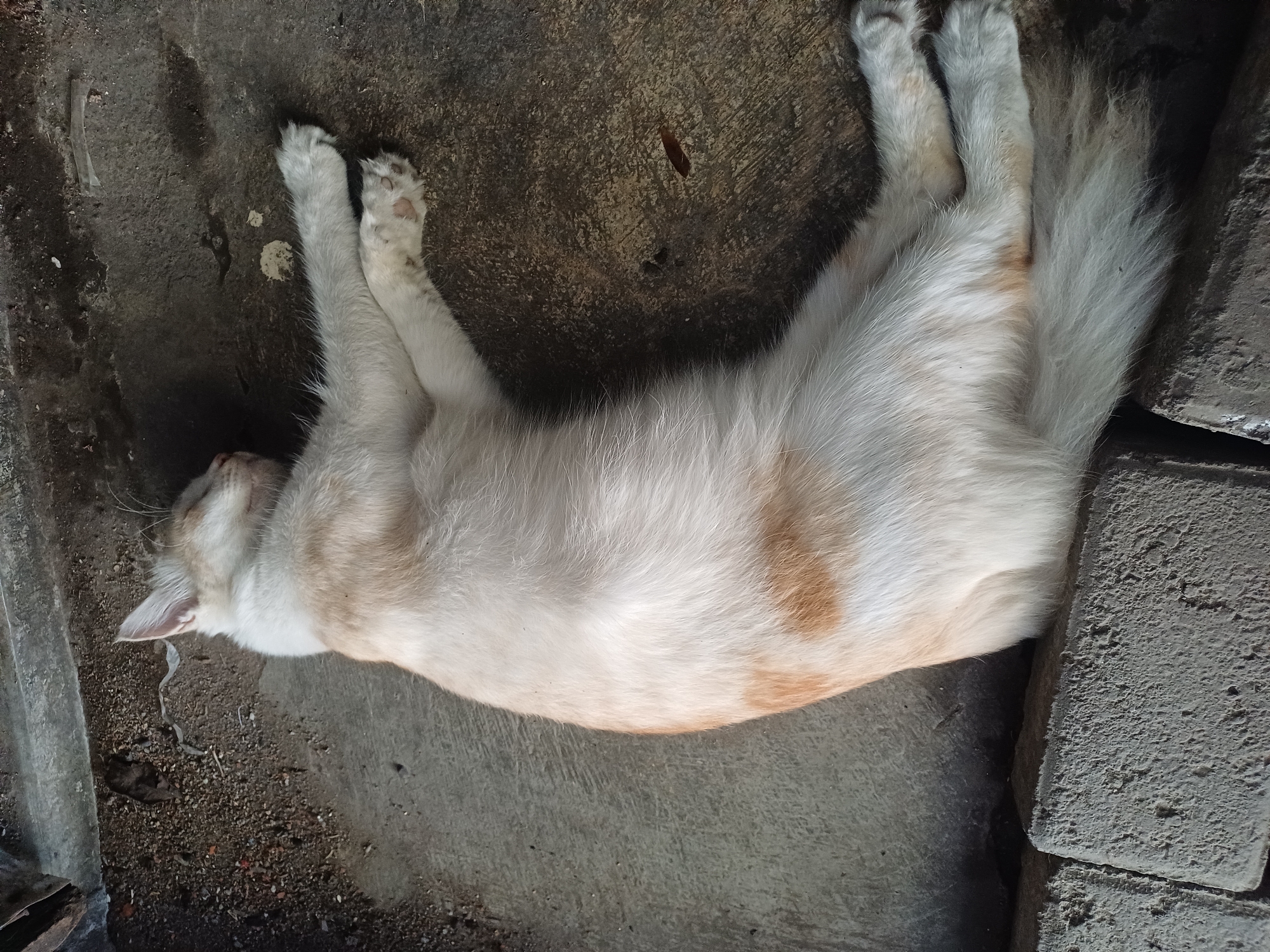 A medium shot shows a domestic cat, likely of mixed breed, sleeping on a concrete surface. The cat is predominantly white with patches of light orange fur on its body and tail. It is lying on its side with its paws extended and its eyes closed. The concrete surface appears worn and slightly dirty, with some scattered debris such as small stones and leaves. In the lower left of the frame, two rough, grey concrete blocks are visible, suggesting the cat is resting near a wall or building foundation. The environment appears to be outdoors, possibly in a shaded area. The scene is static, with no discernible action or interaction taking place beyond the cat's sleep. The location is identified as Pulungan, Indonesia.