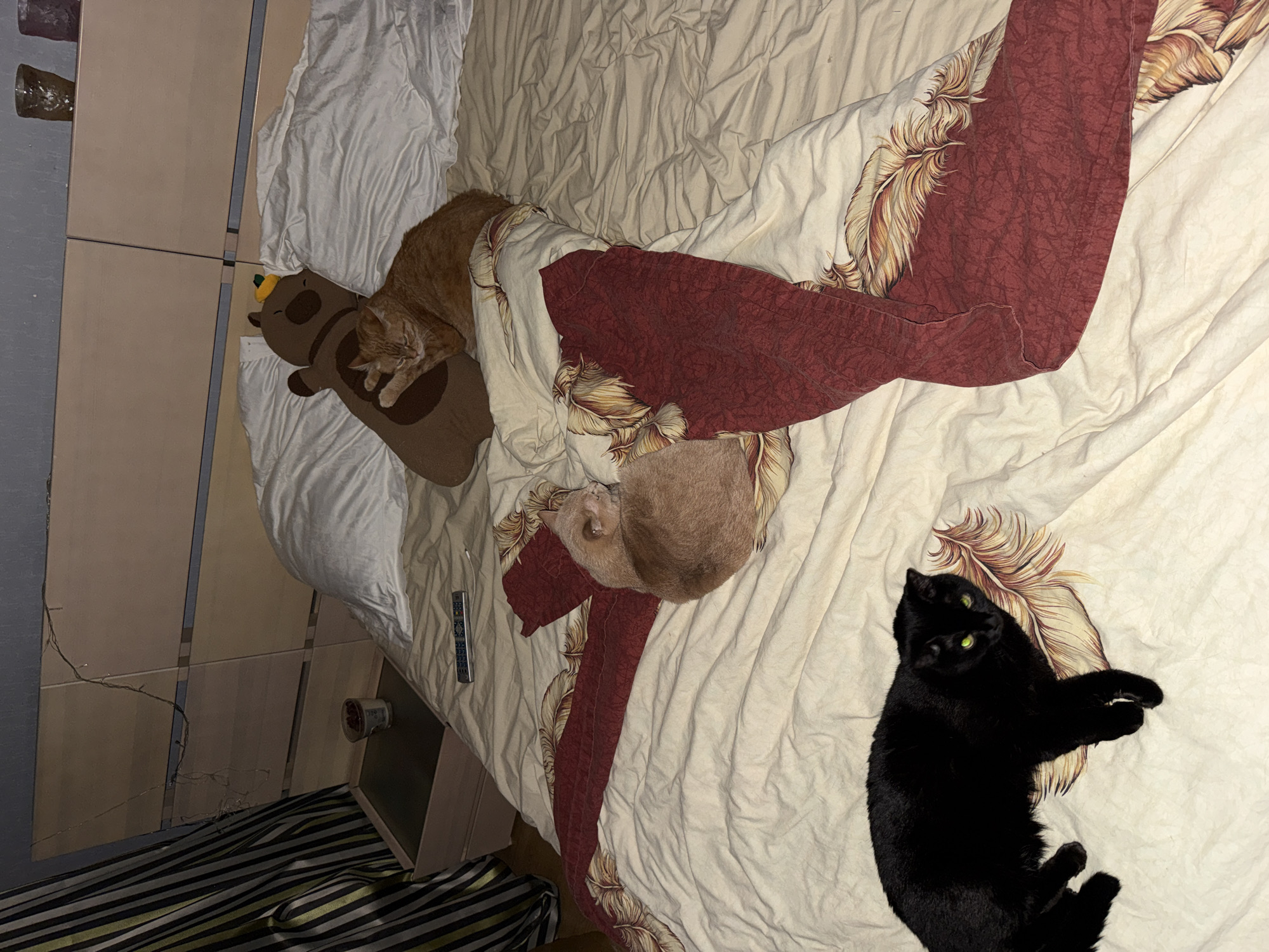 The image shows a bed with a patterned duvet cover. Three cats are on the bed. One orange tabby cat is lying on a brown stuffed animal. Another orange tabby cat is lying under a section of the duvet cover. A black cat is lying on top of the duvet cover, near the edge of the bed. A nightstand is visible next to the bed. A remote control lies on the bed near the nightstand. The location is potentially inside a home in Krasnoyarsk, Russia, but cannot be verified based on the image alone.