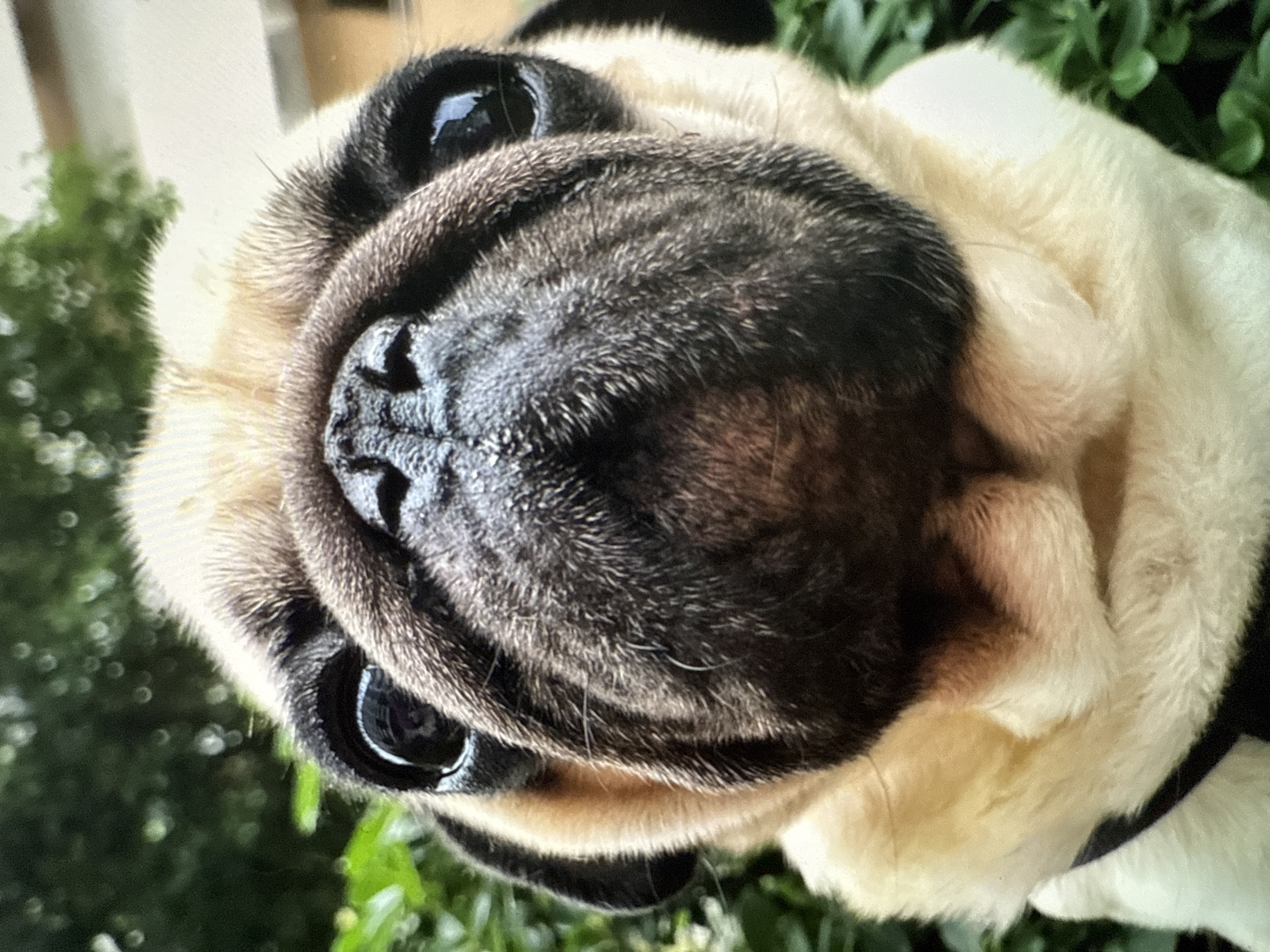 A close-up, eye-level, outdoor shot features a pug dog. The pug is light tan with dark facial markings. The dog's face fills the frame, with its nose prominent in the center. Its dark, expressive eyes are wide and reflecting light. The background is blurred, showing green foliage on the left and a light-colored building on the right, suggesting an urban or suburban setting. The pug appears to be wearing a dark collar.